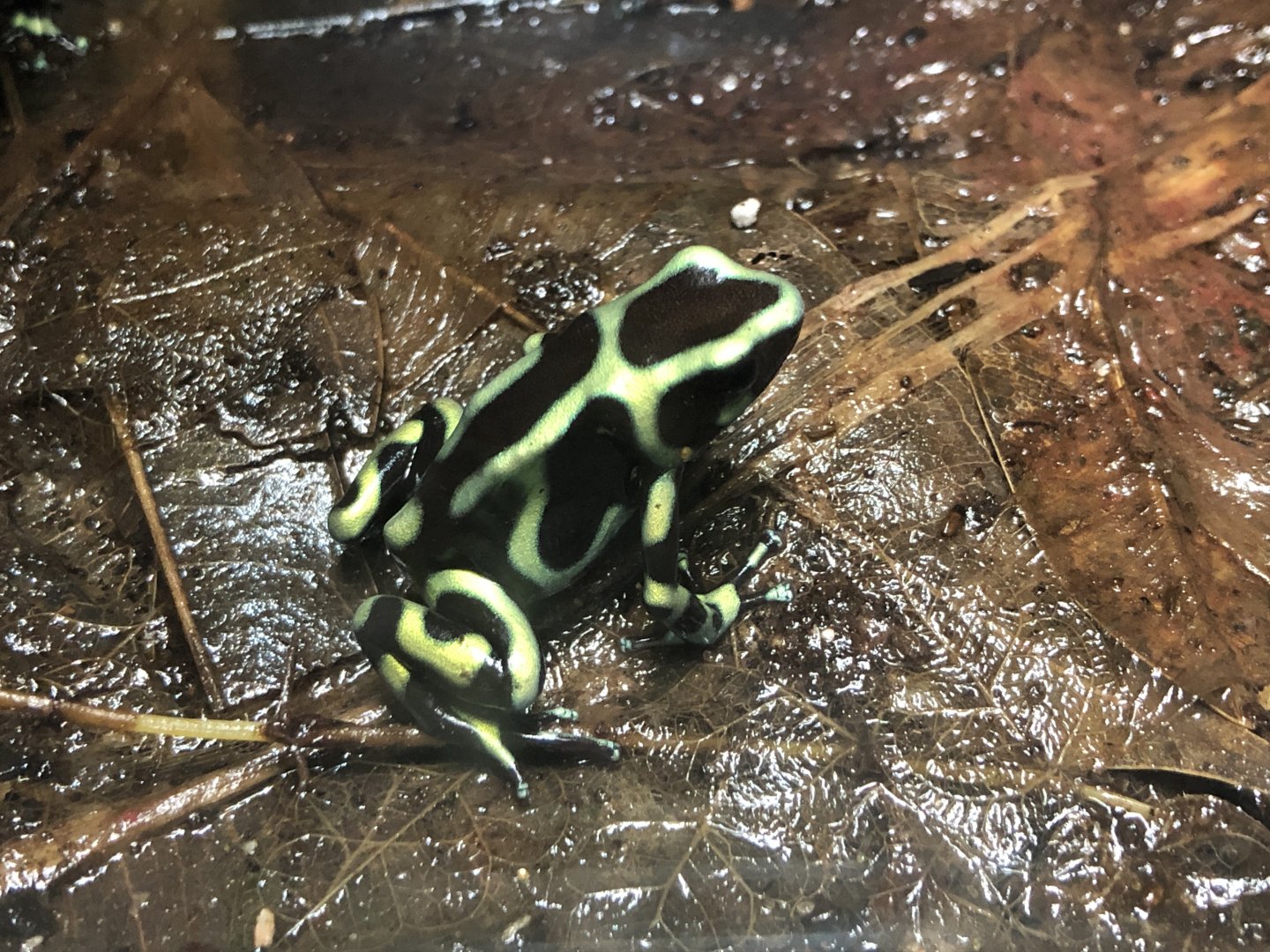 Green-and-Black Poison Frog