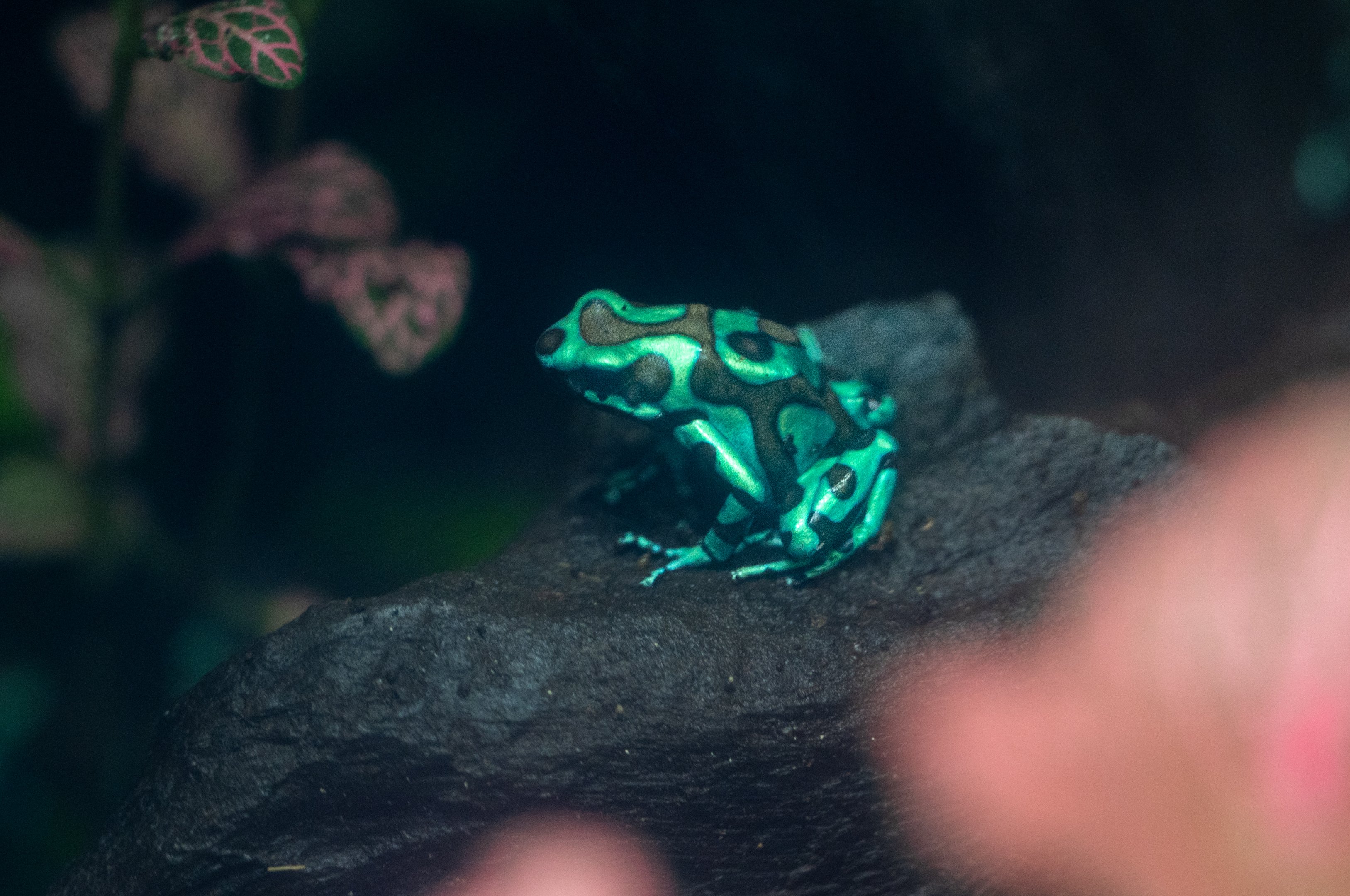 Green and Black Poison Frog