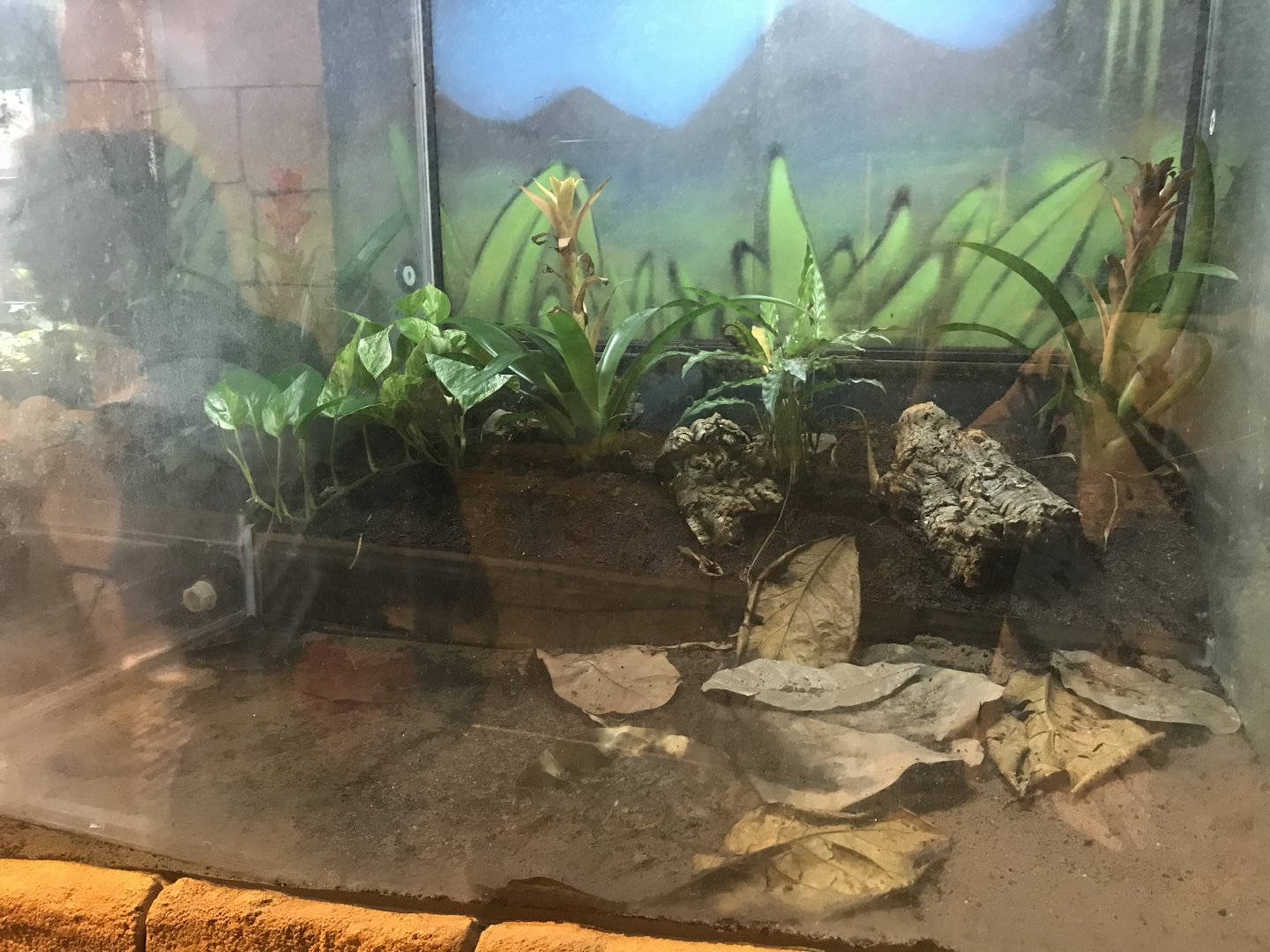 Green and brown mantella enclosure