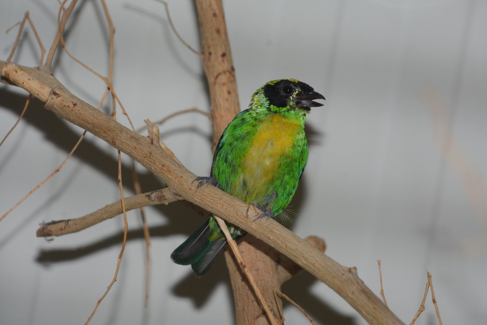 Green-and-gold tanager (Tangara schrankii)
