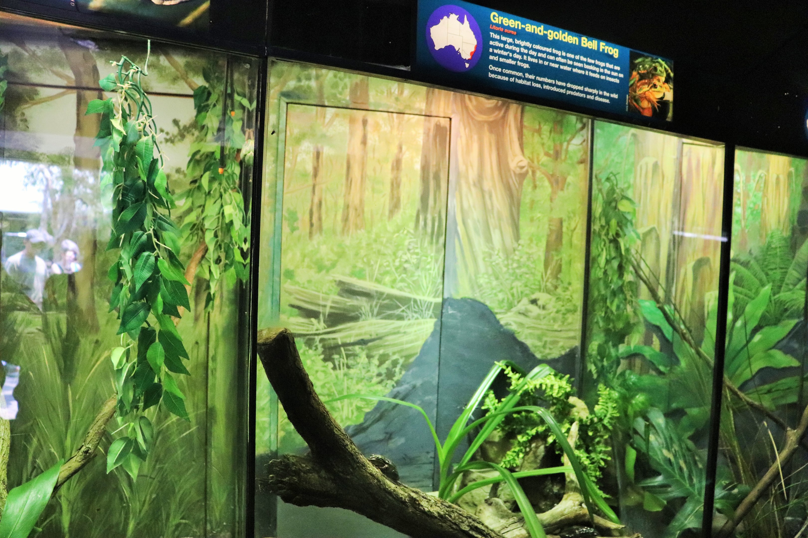 Green and Golden Bell Frog Enclosure