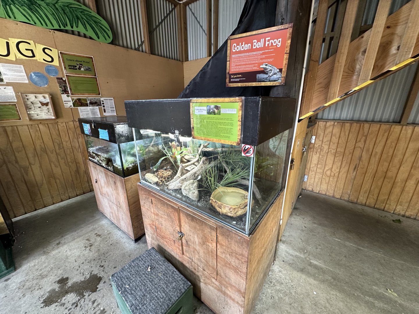 Green and Golden Bell Frog Exhibit