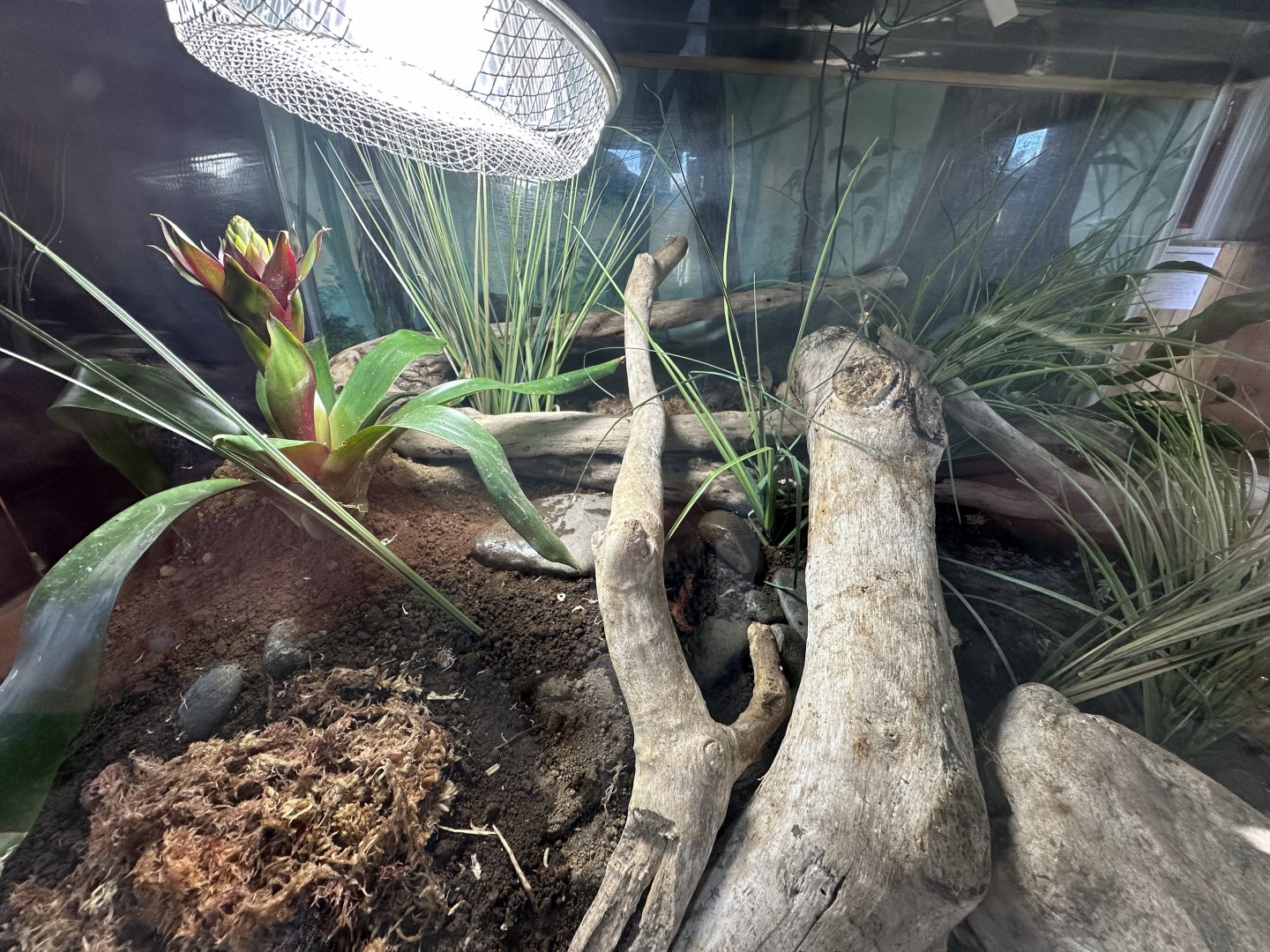 Green and Golden Bell Frog Exhibit