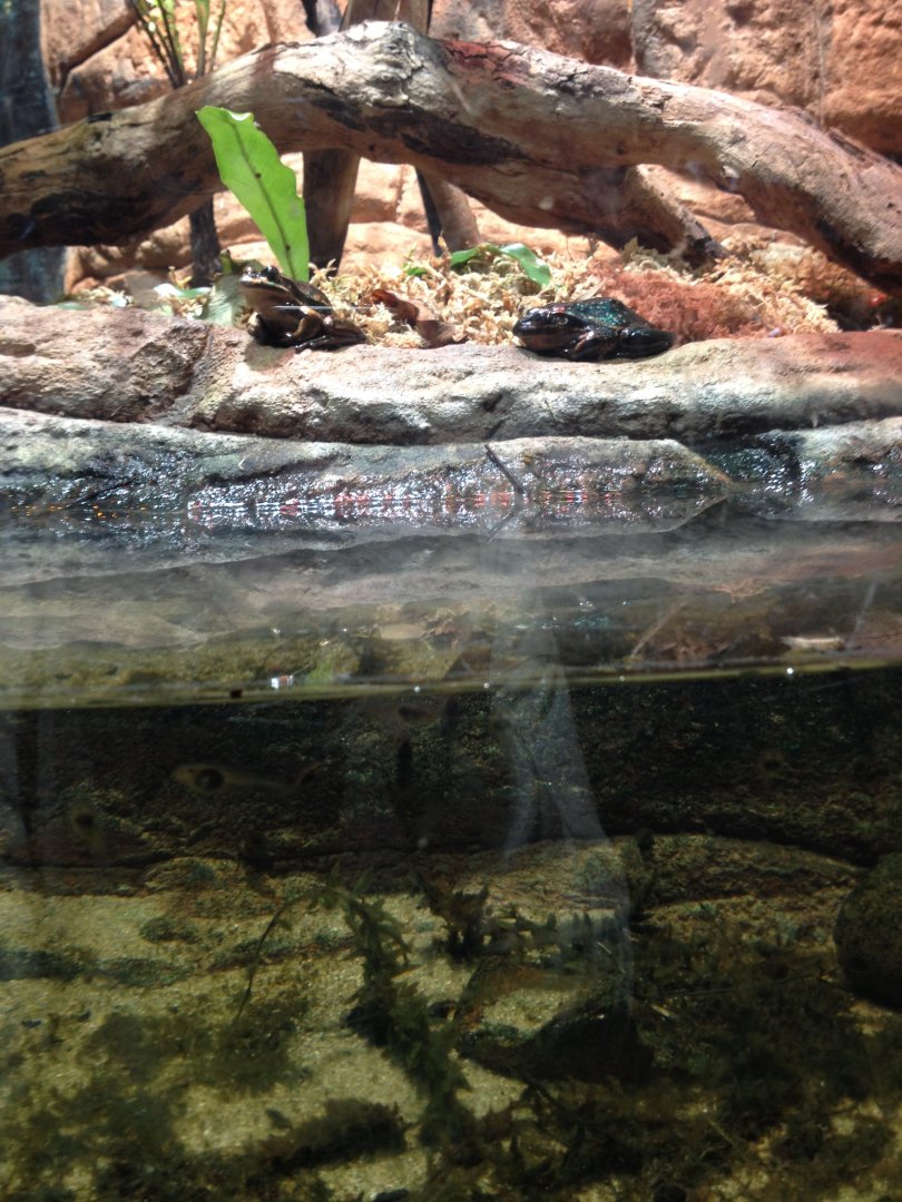 Green and Golden Bell Frog (Litoria aurea)