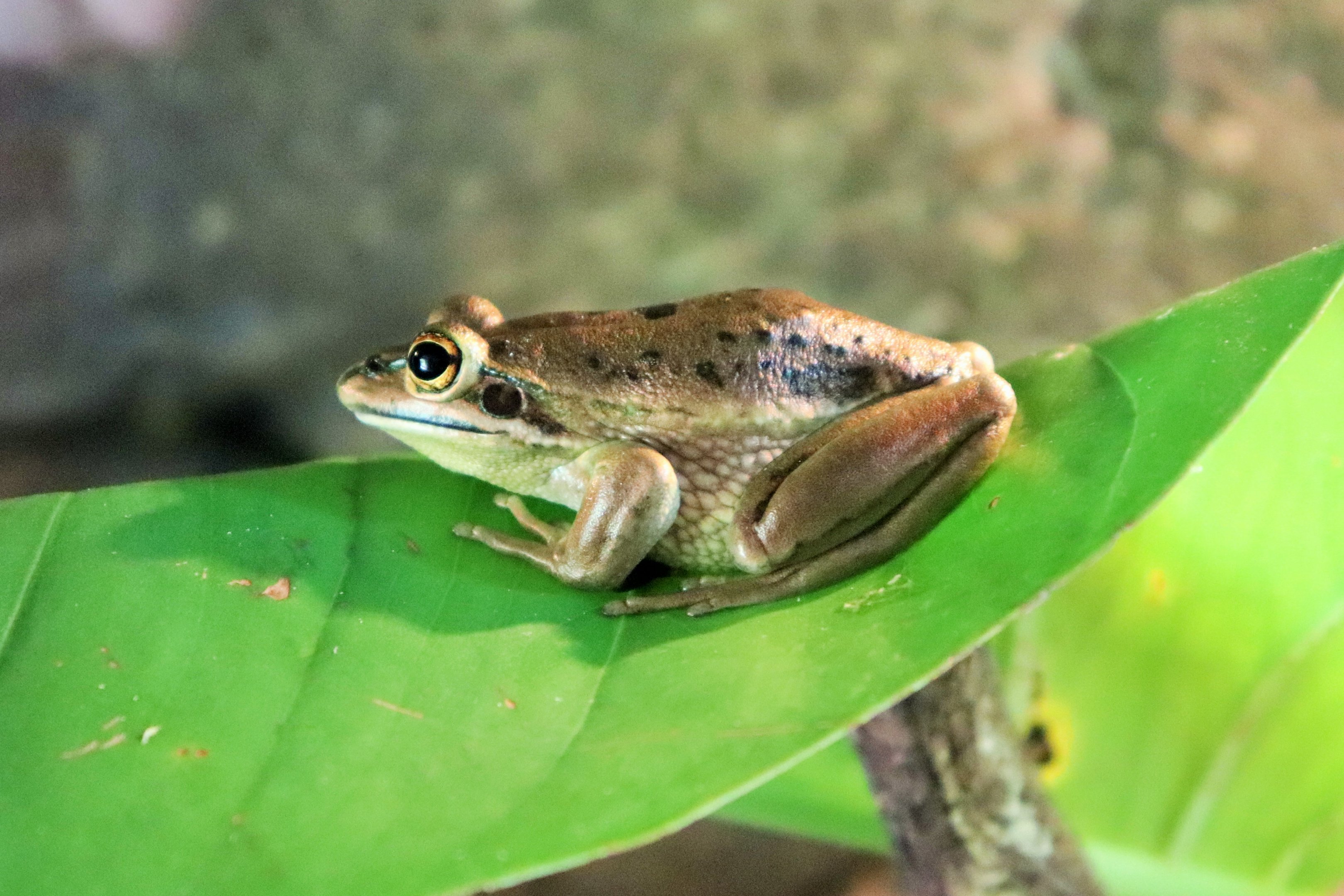 Green and Golden Bell Frog (Litoria aurea)