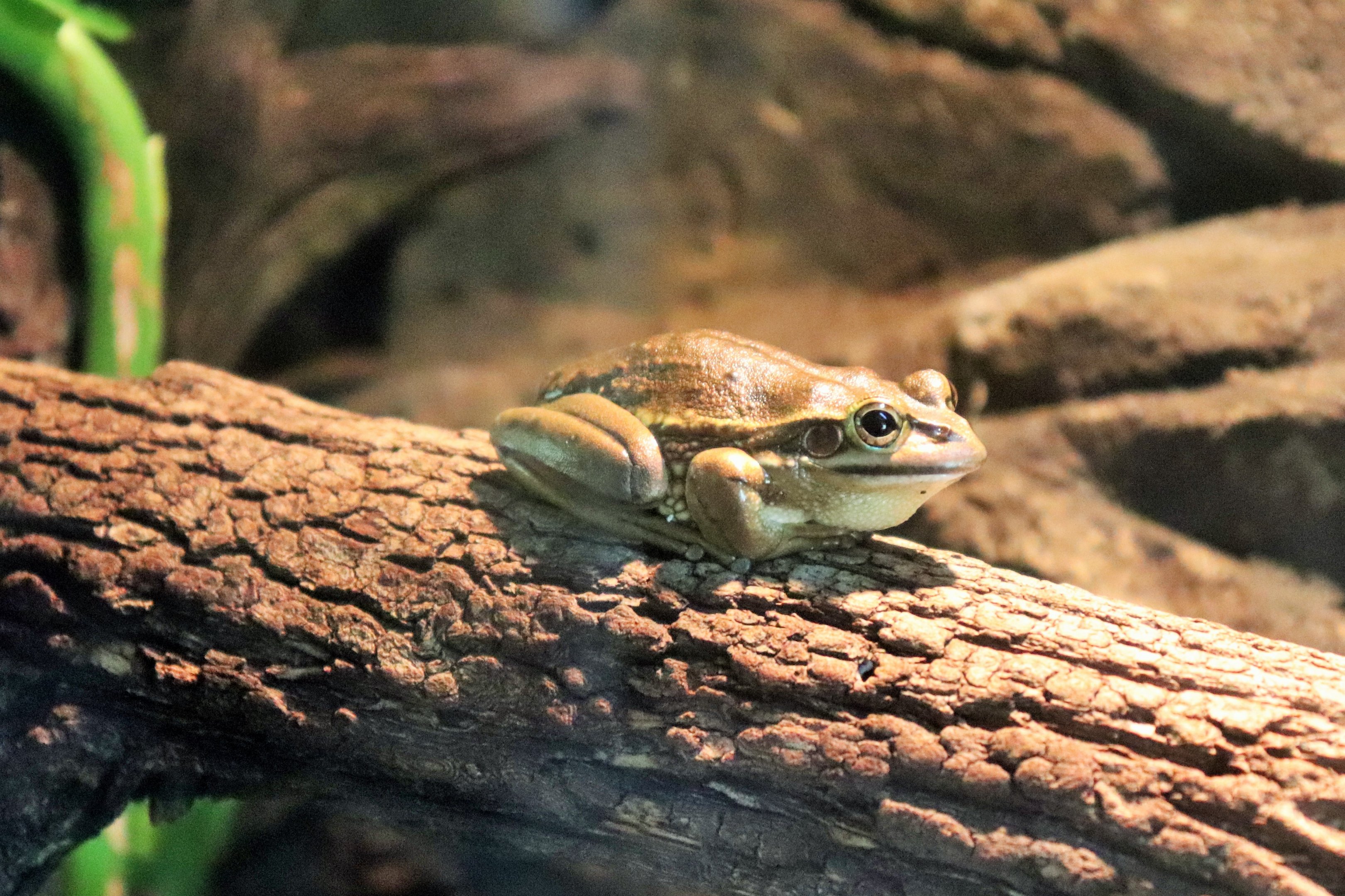 Green and Golden Bell Frog (Litoria aurea)