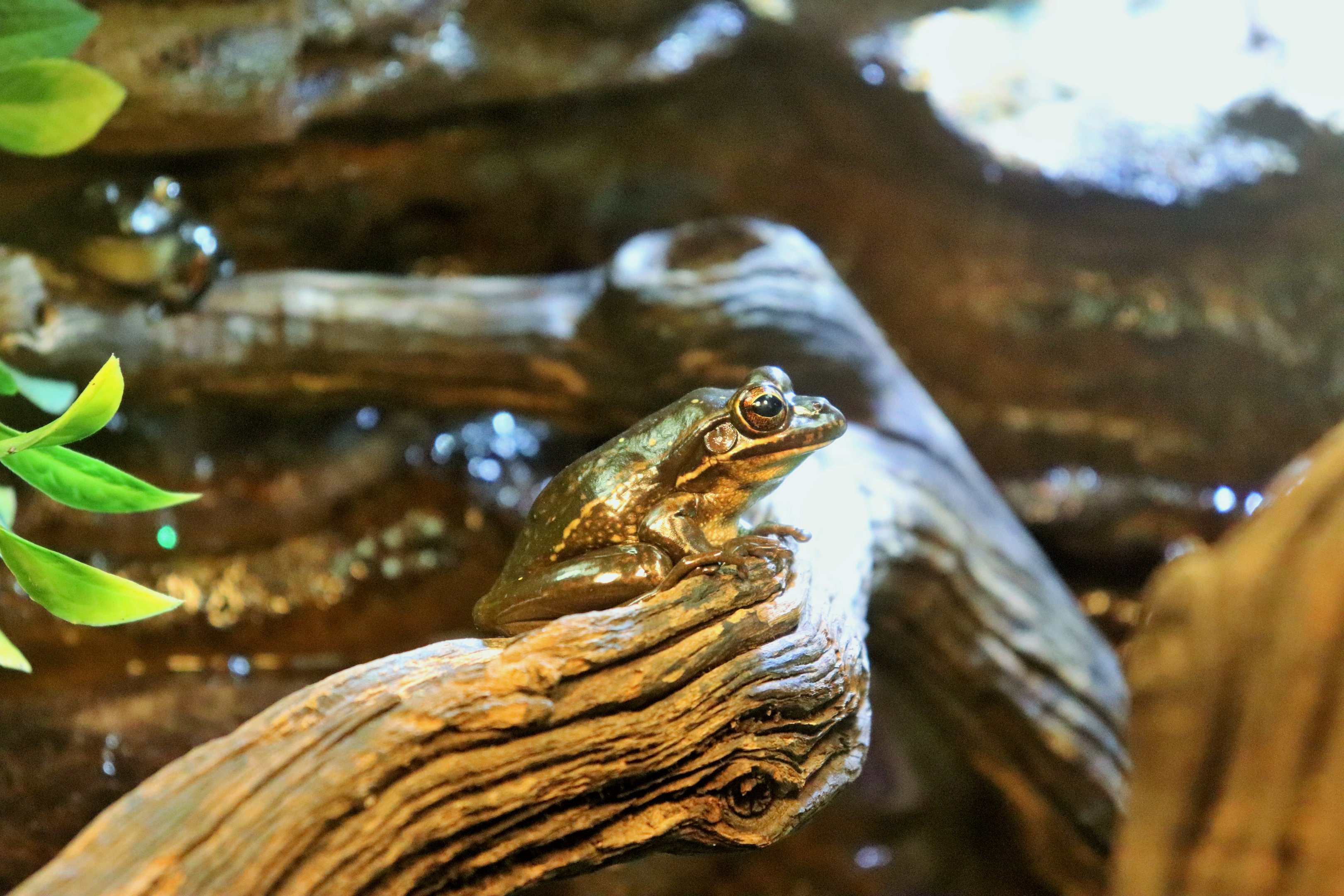 Green and Golden Bell Frog (Litoria aurea)