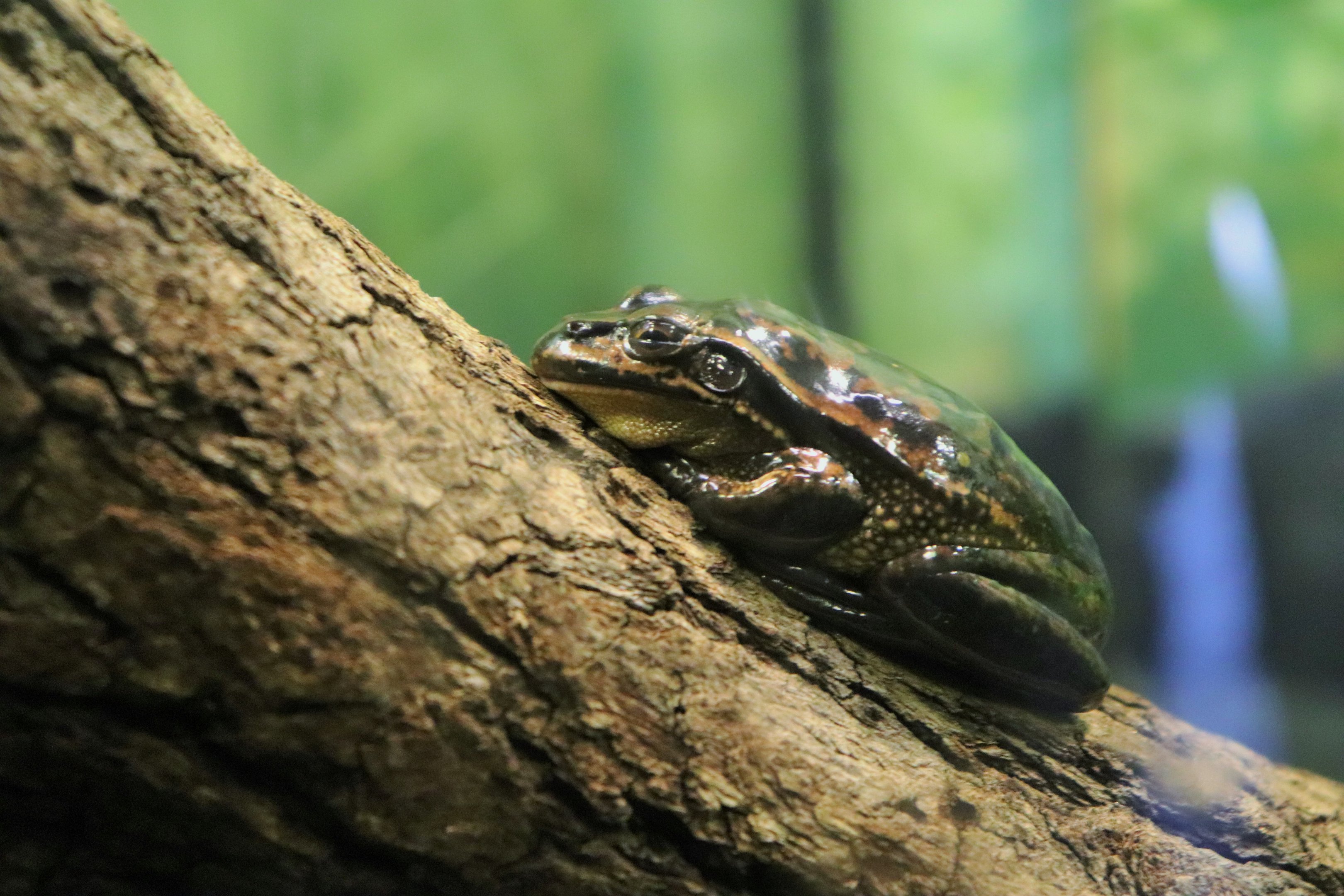 Green and Golden Bell Frog (Litoria aurea)