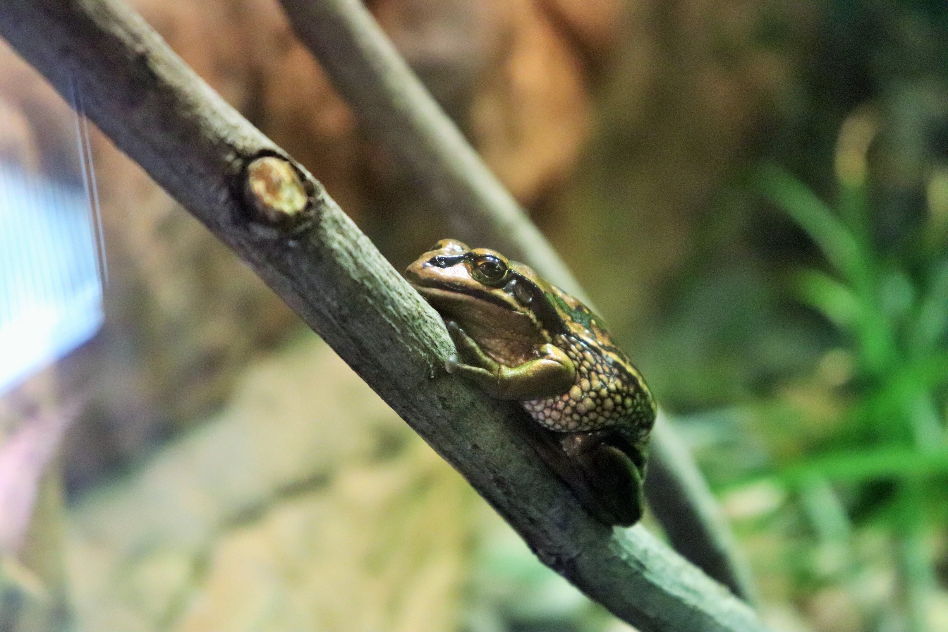 Green and Golden Bell Frog (Litoria aurea)