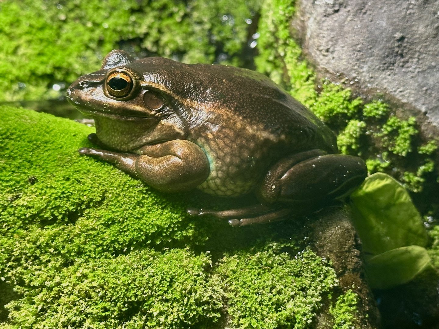 Green and golden bell frog (Litoria aurea)