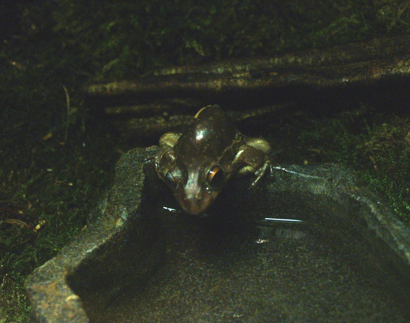Green and golden bell frog (Ranoidea aurea), 2014-02-16
