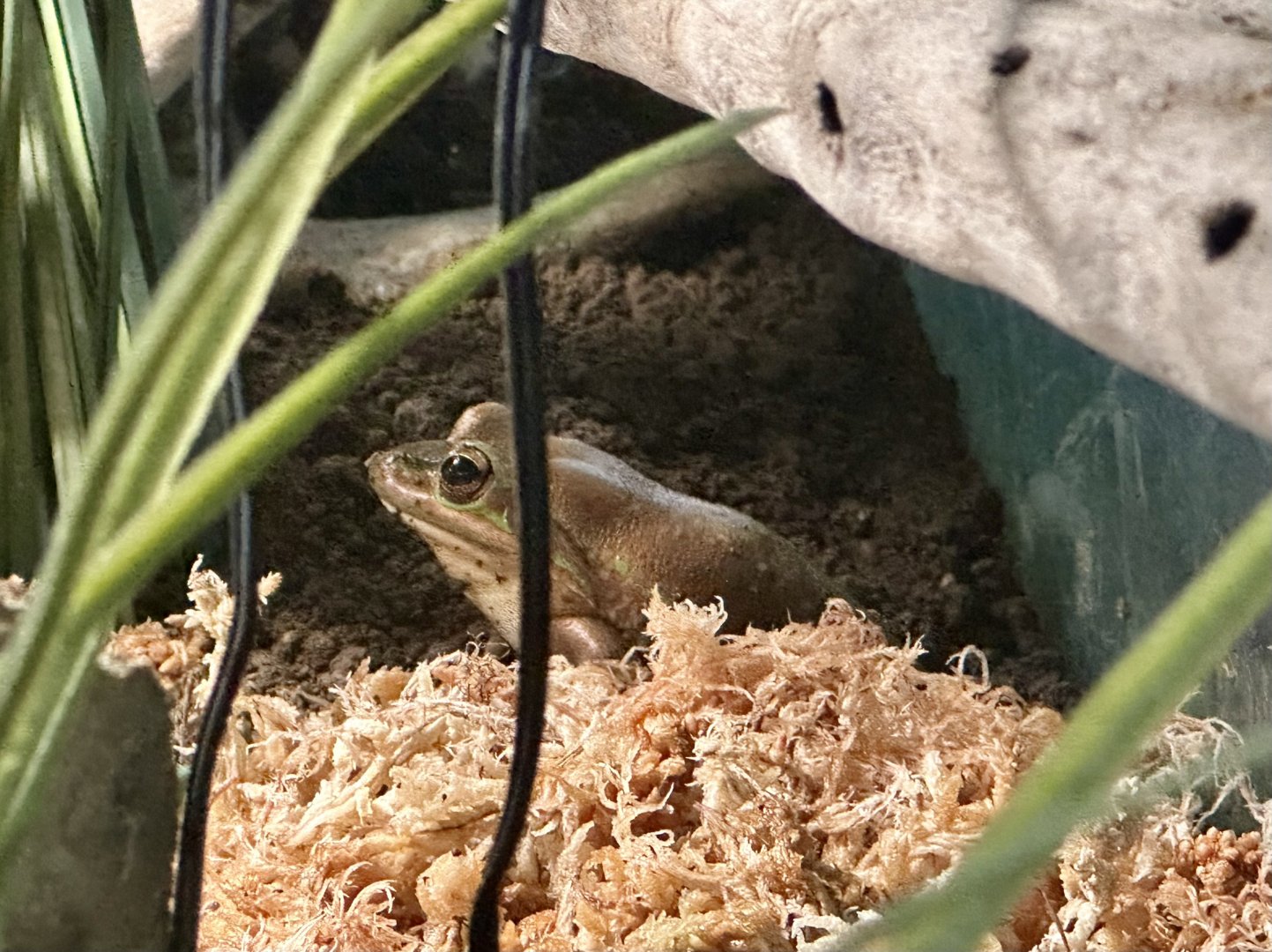Green and golden bell frog (Ranoidea aurea)