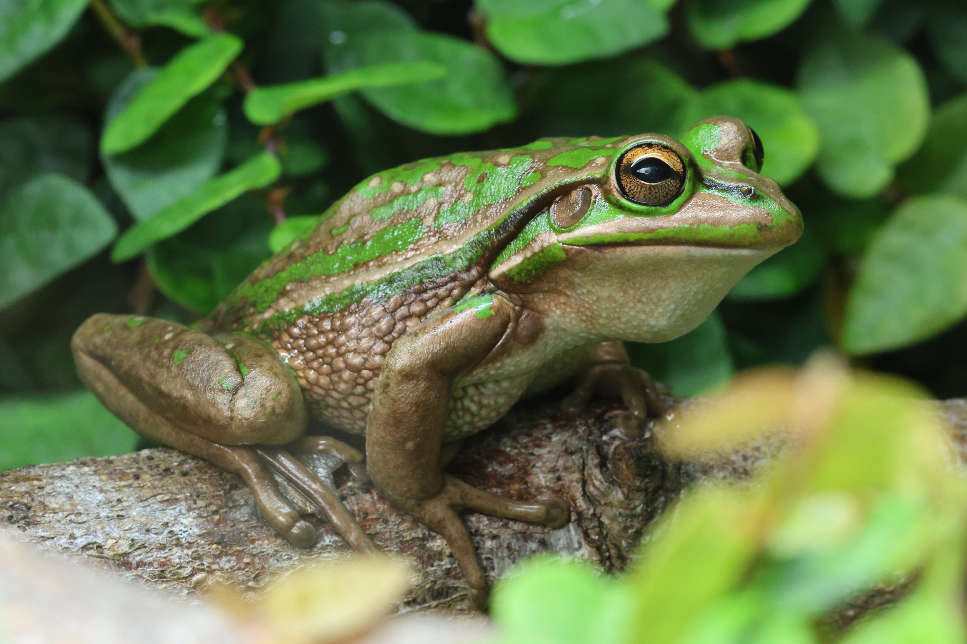 Green-and-Golden Bell Frog (Ranoidea aurea)