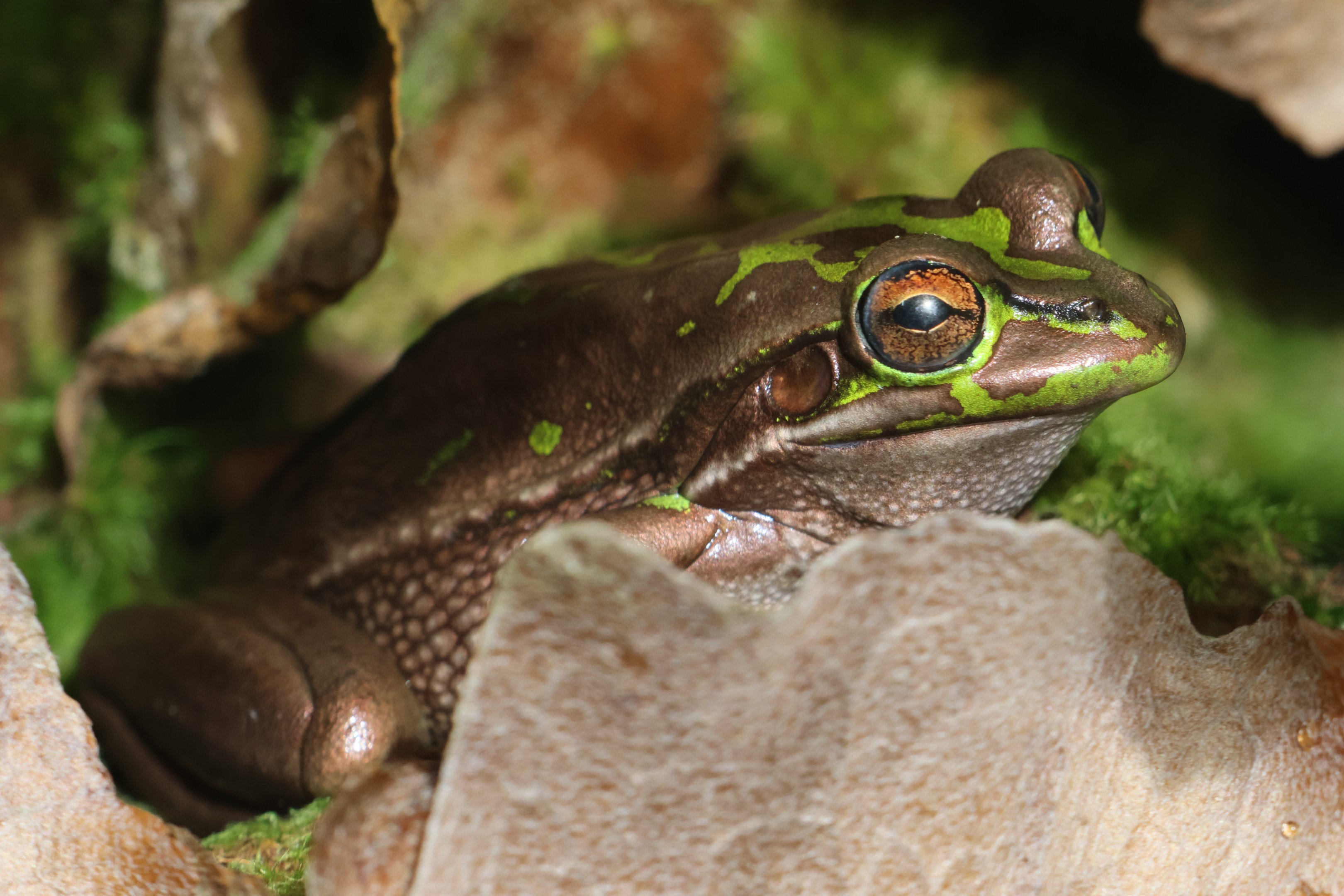 Green-and-Golden Bell Frog (Ranoidea aurea)