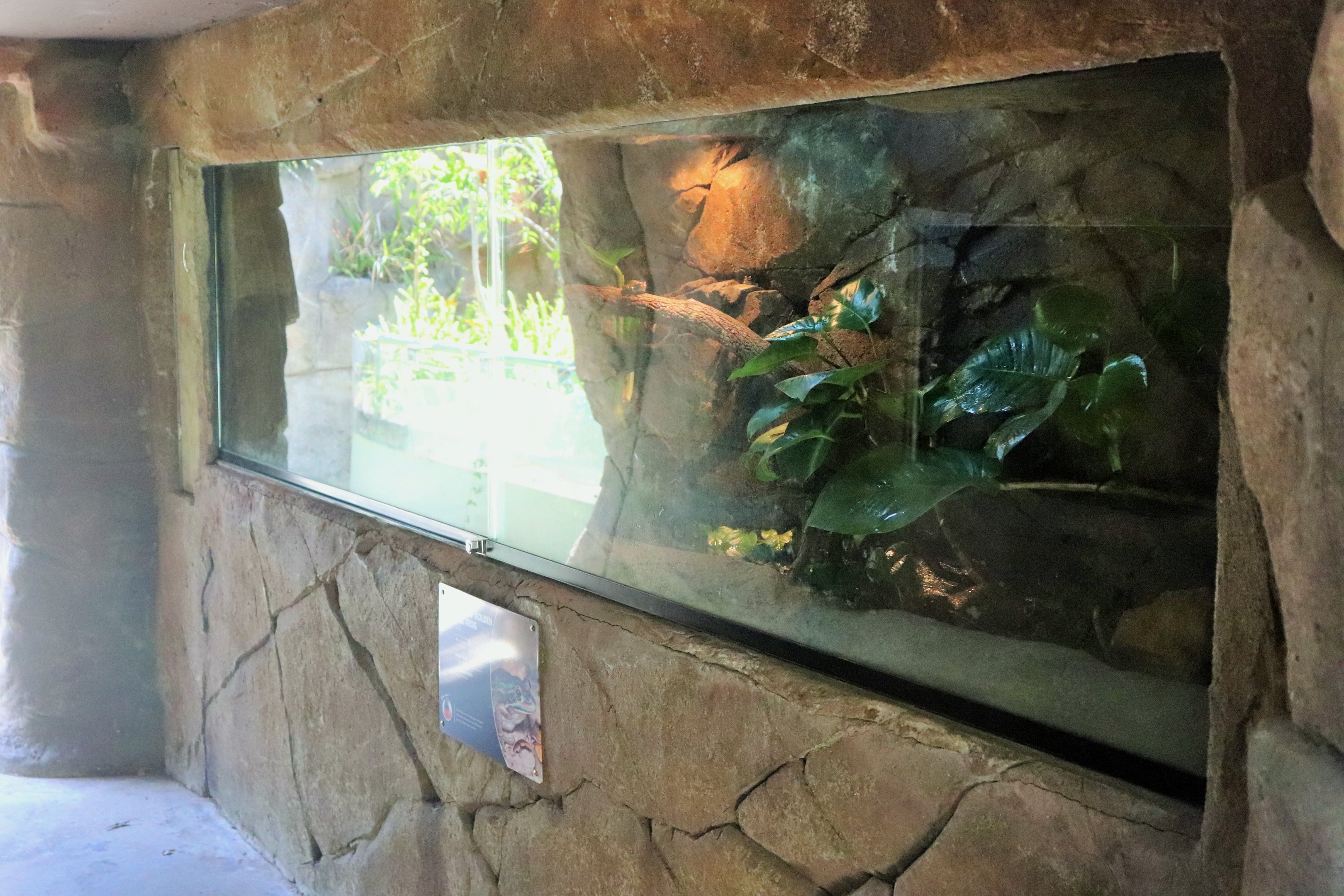 Green and Golden Bell Frog Tank