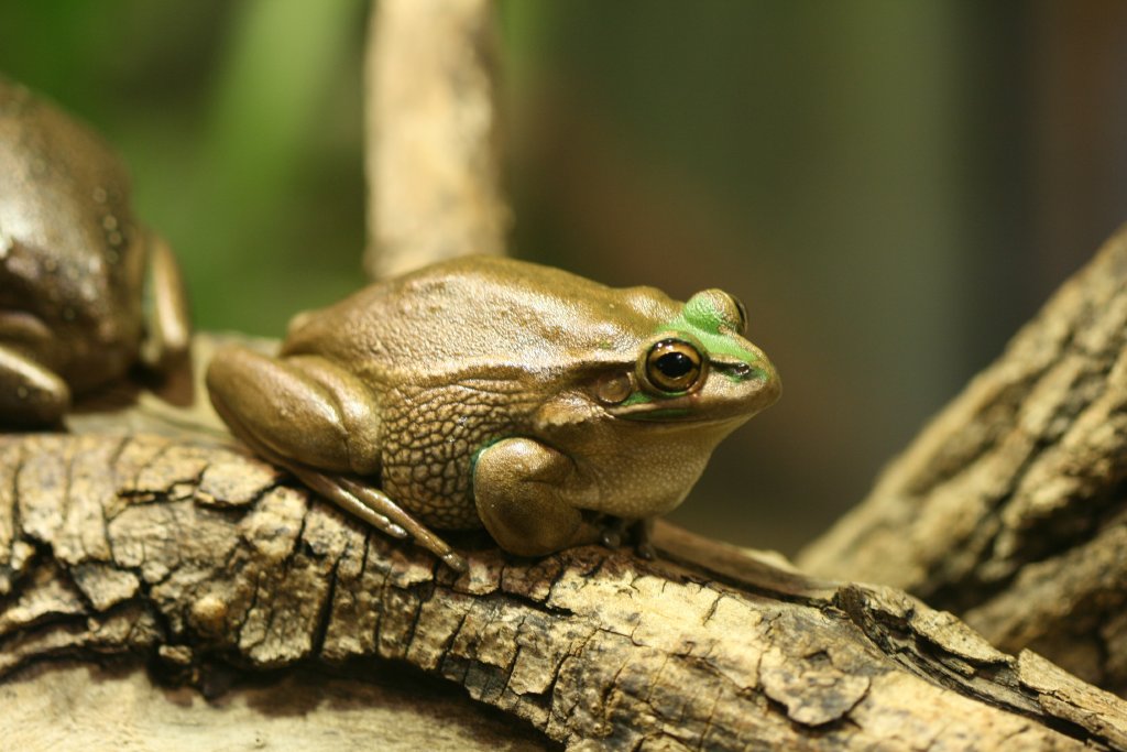 Green and Golden Bell frog