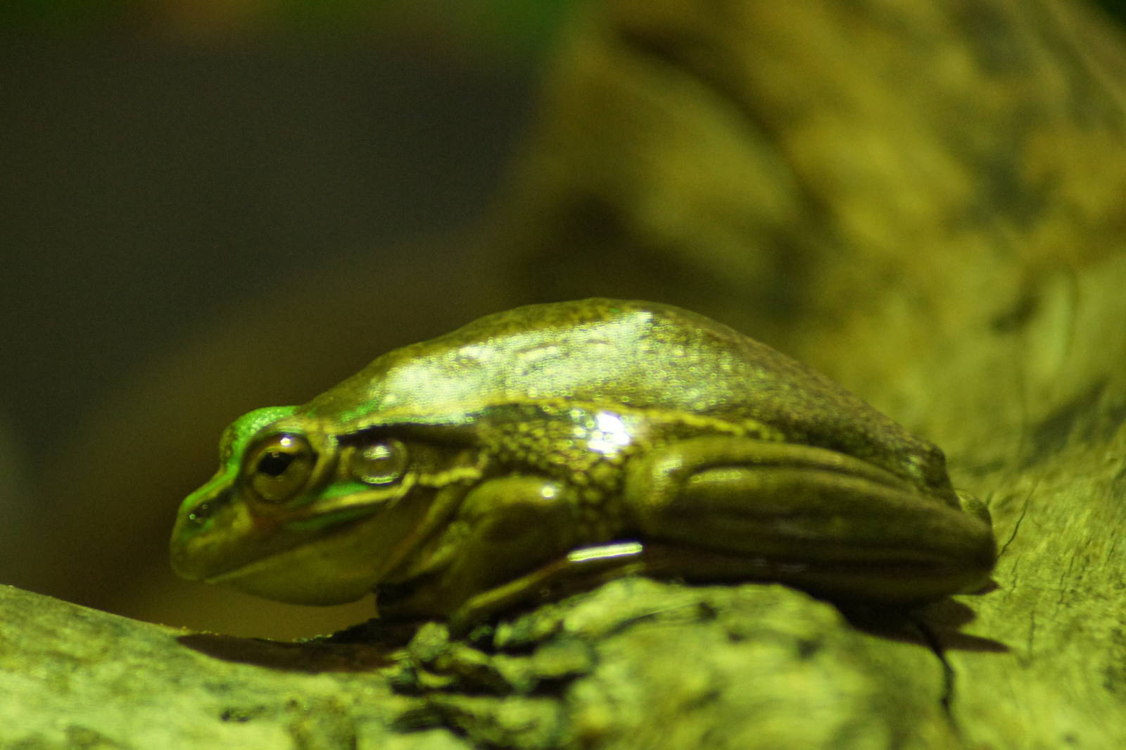 Green and Golden Bell Frog