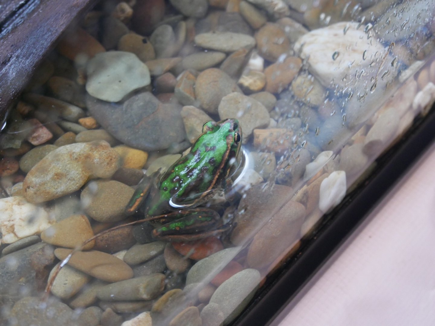 Green And Golden Bell Frog