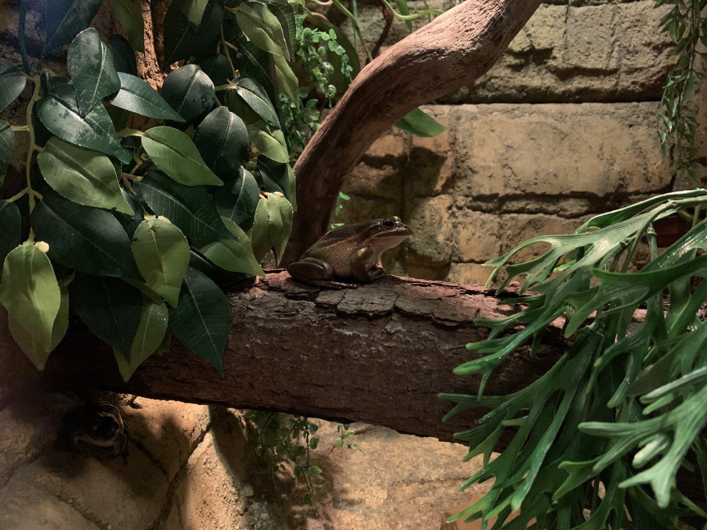 Green and Golden Bell Frog