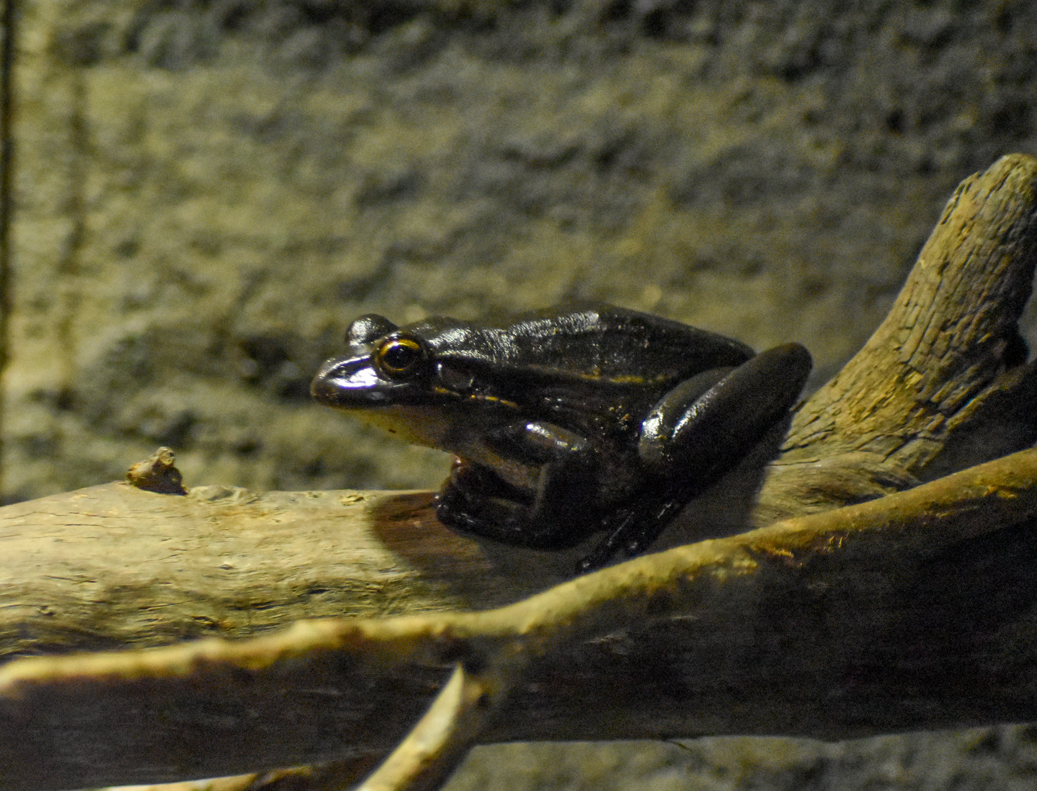 Green and Golden Bell Frog
