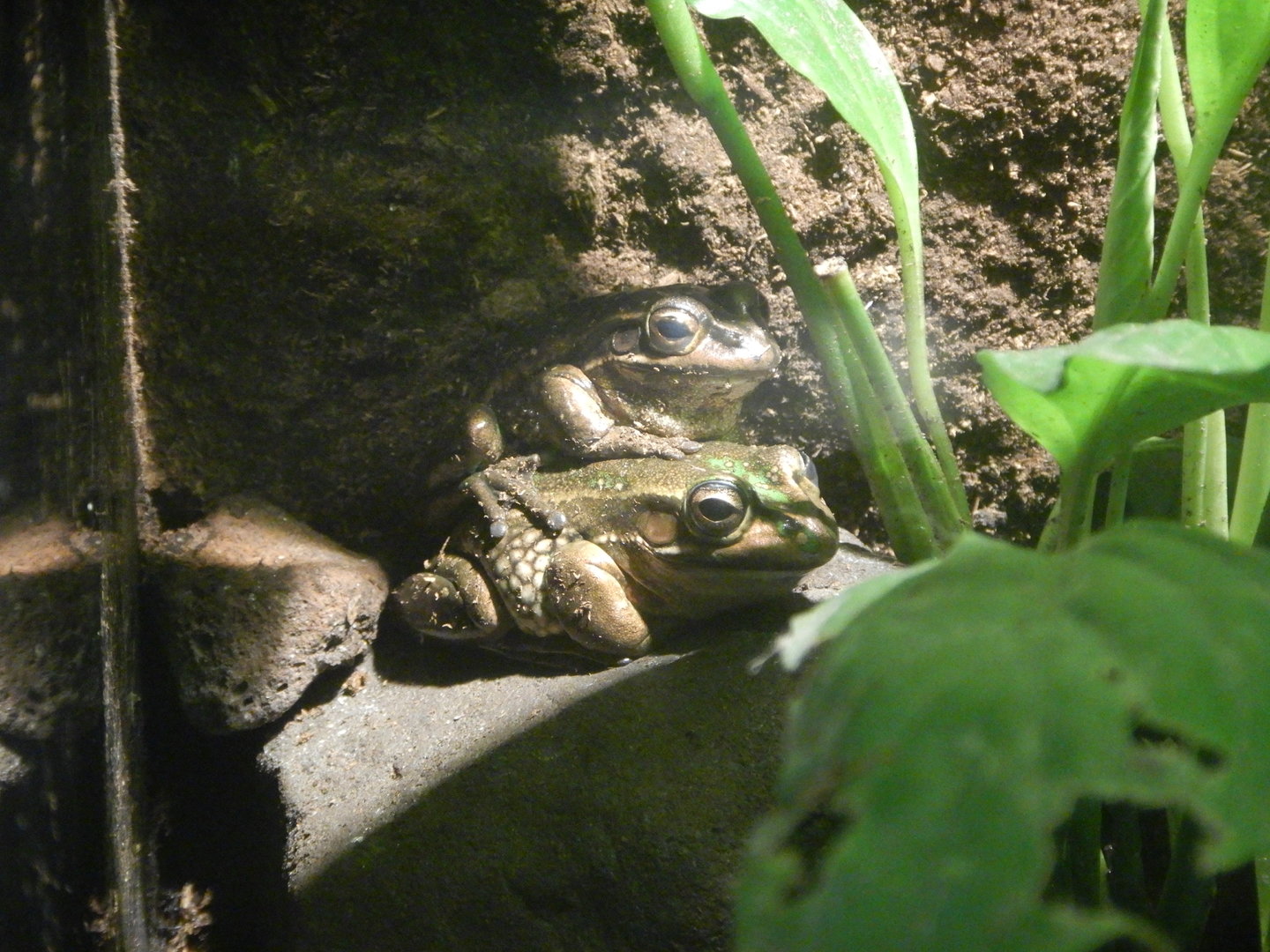 Green and Golden Bell Frog