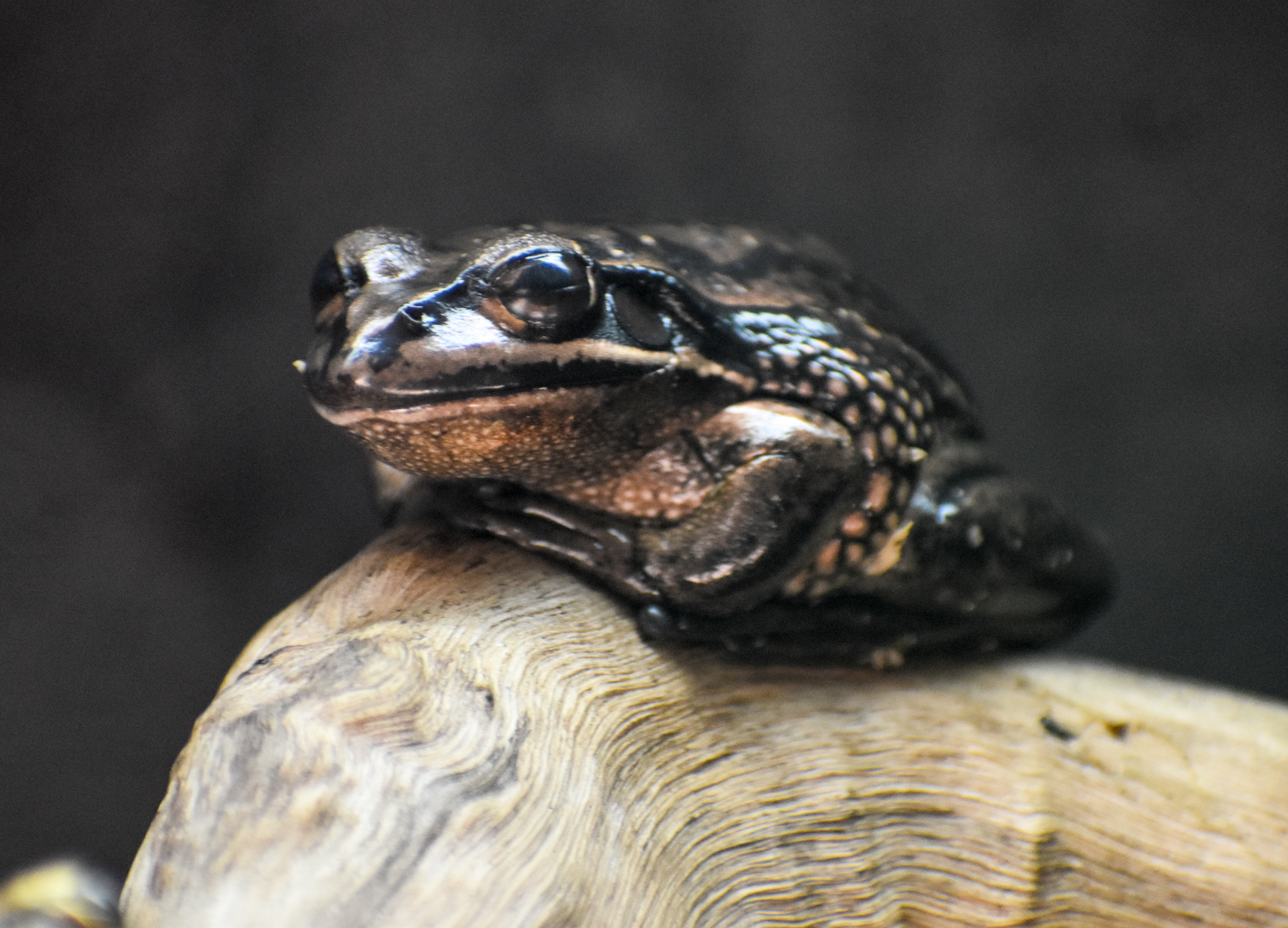 Green and Golden Bell Frog