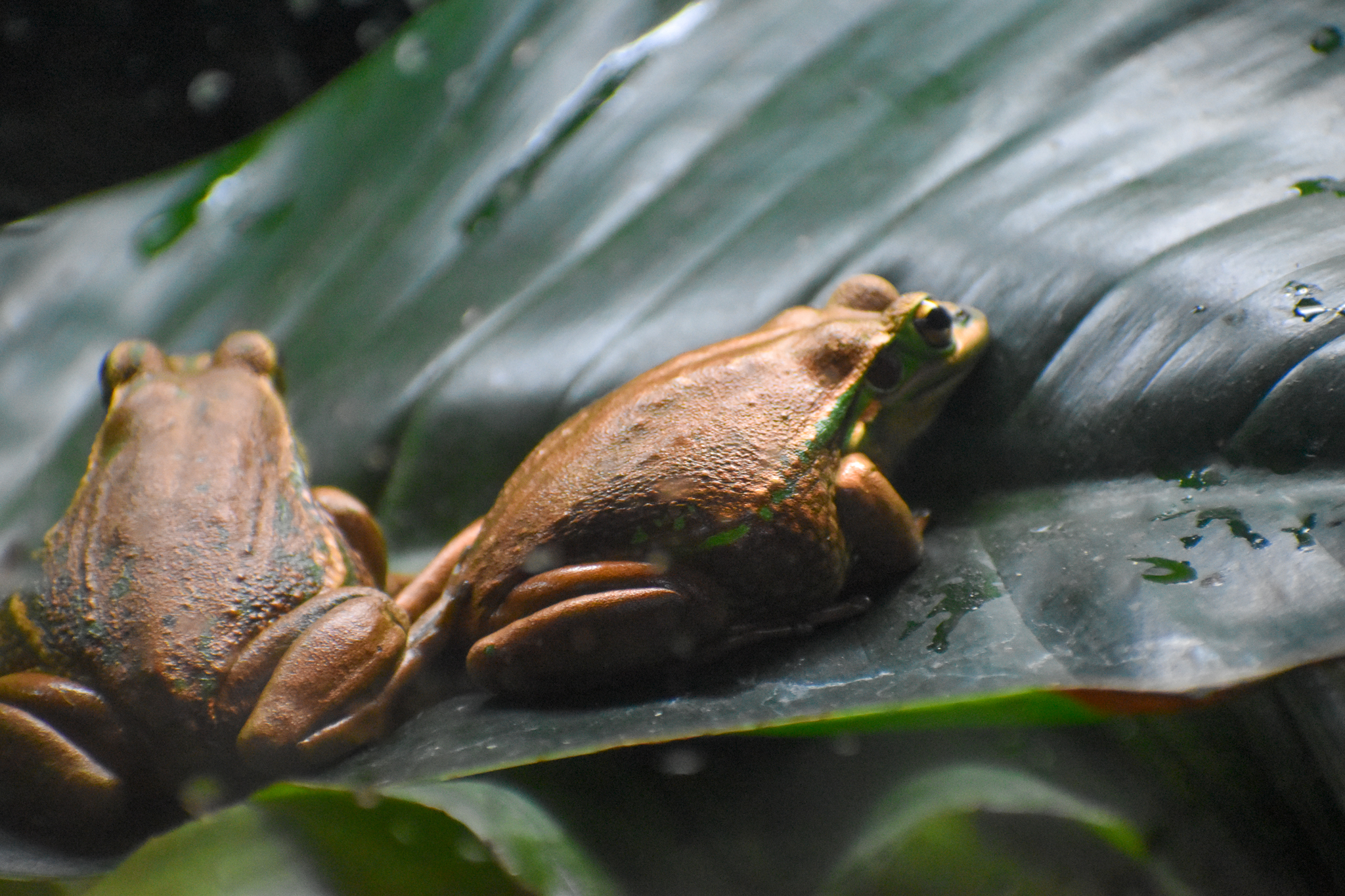 Green-and-Golden Bell Frogs