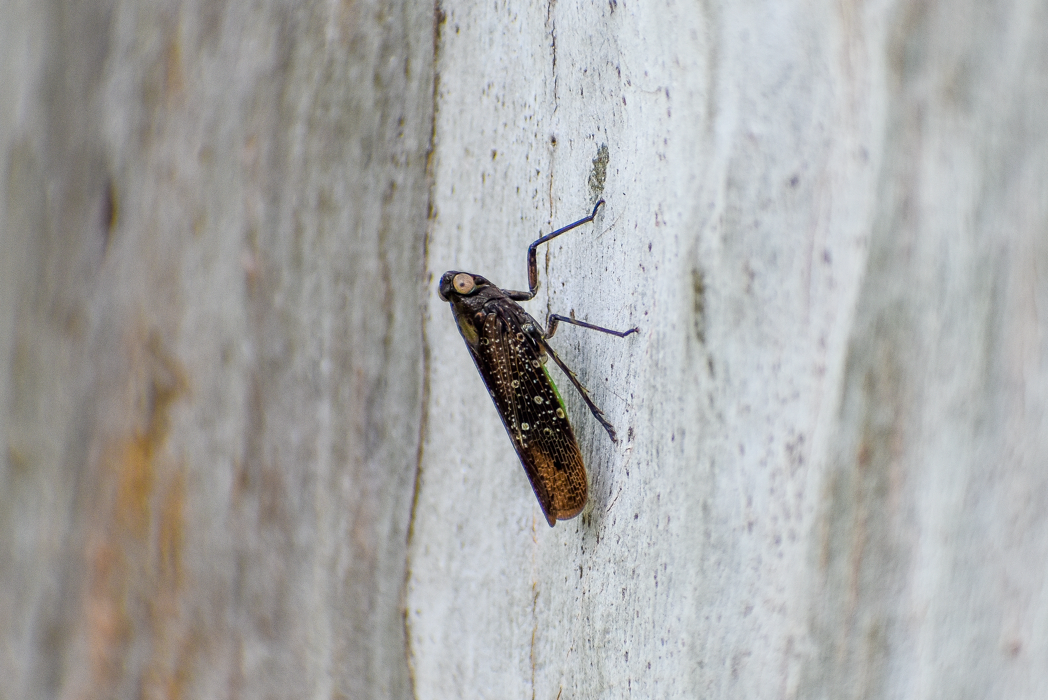 Green and Mottled Planthopper (Desudaba aulica)