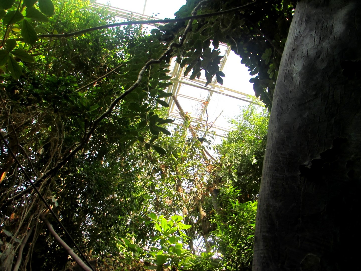 Green and the glass roof of the Indonesian Pavilion - July/2017
