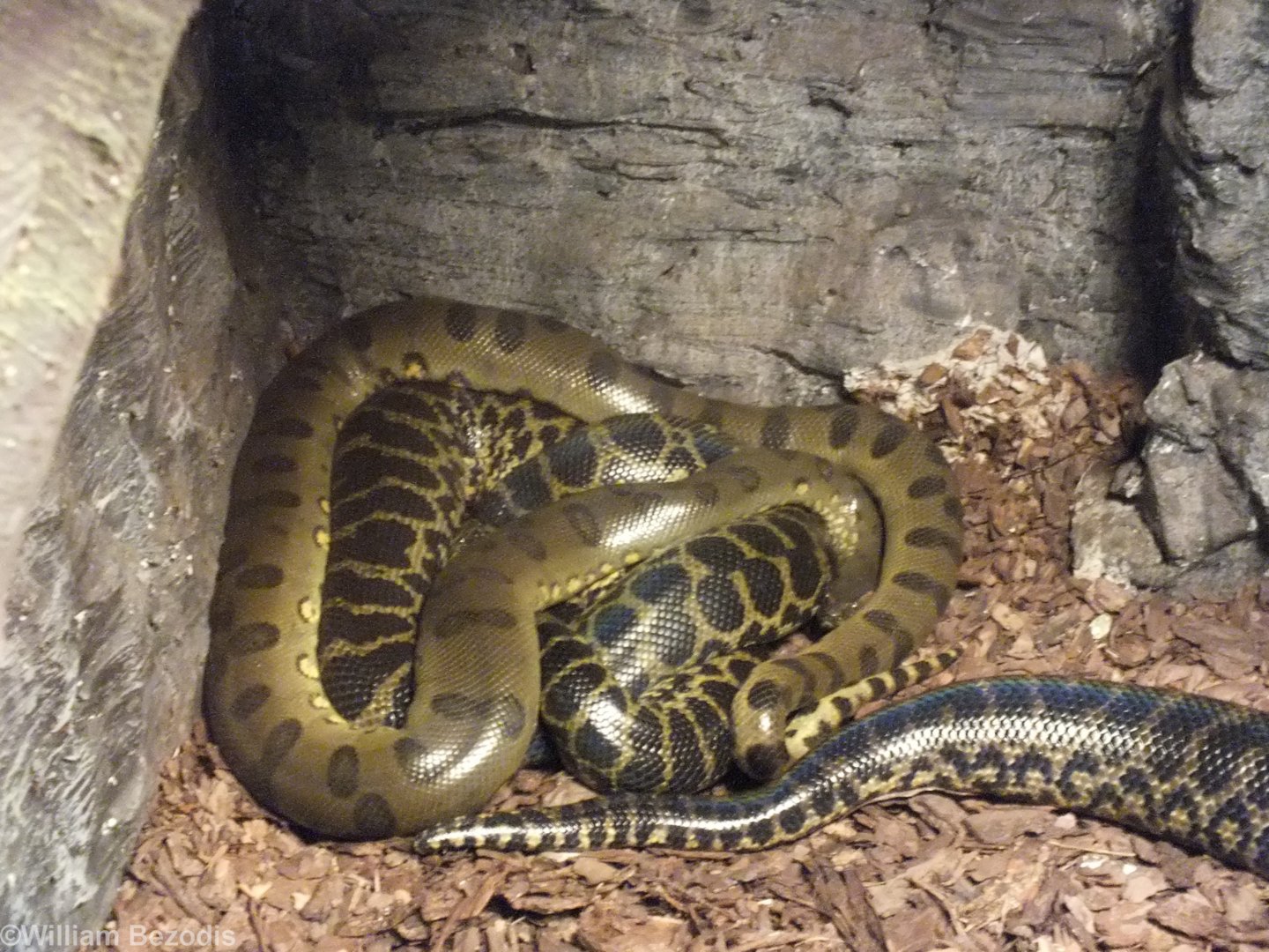 Green and Yellow Anaconda - Wroclaw Zoo Terrarium