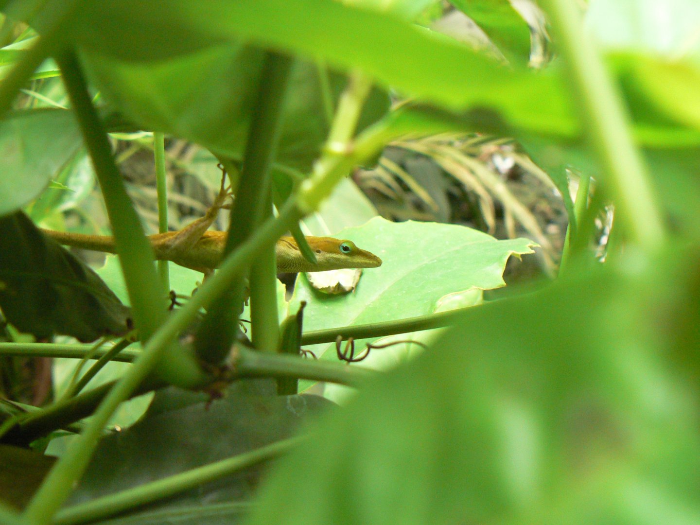 Green Anole - 10 July 2018, at the Eden Project