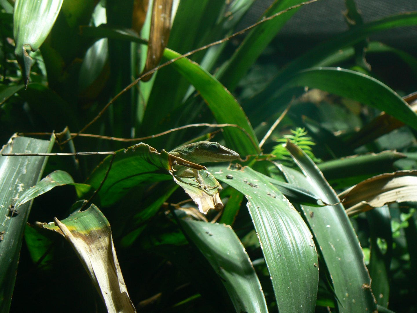 Green Anole - 11 July 2018