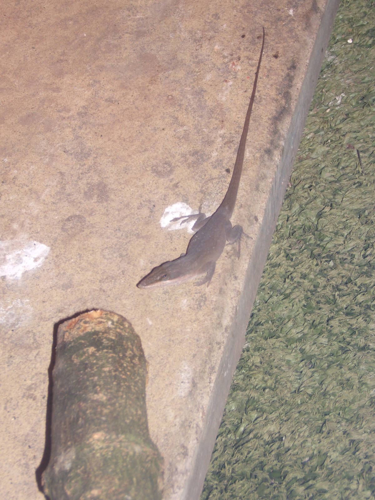 Green Anole (Anolis carolinensis)