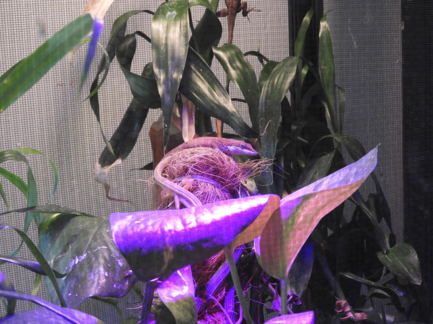 Green Anole (Anolis carolinensis)