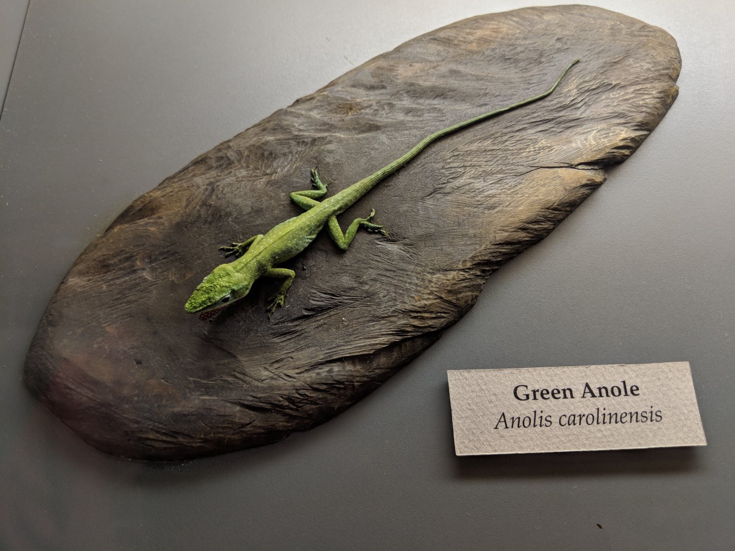 Green anole (Anolis carolinensis)