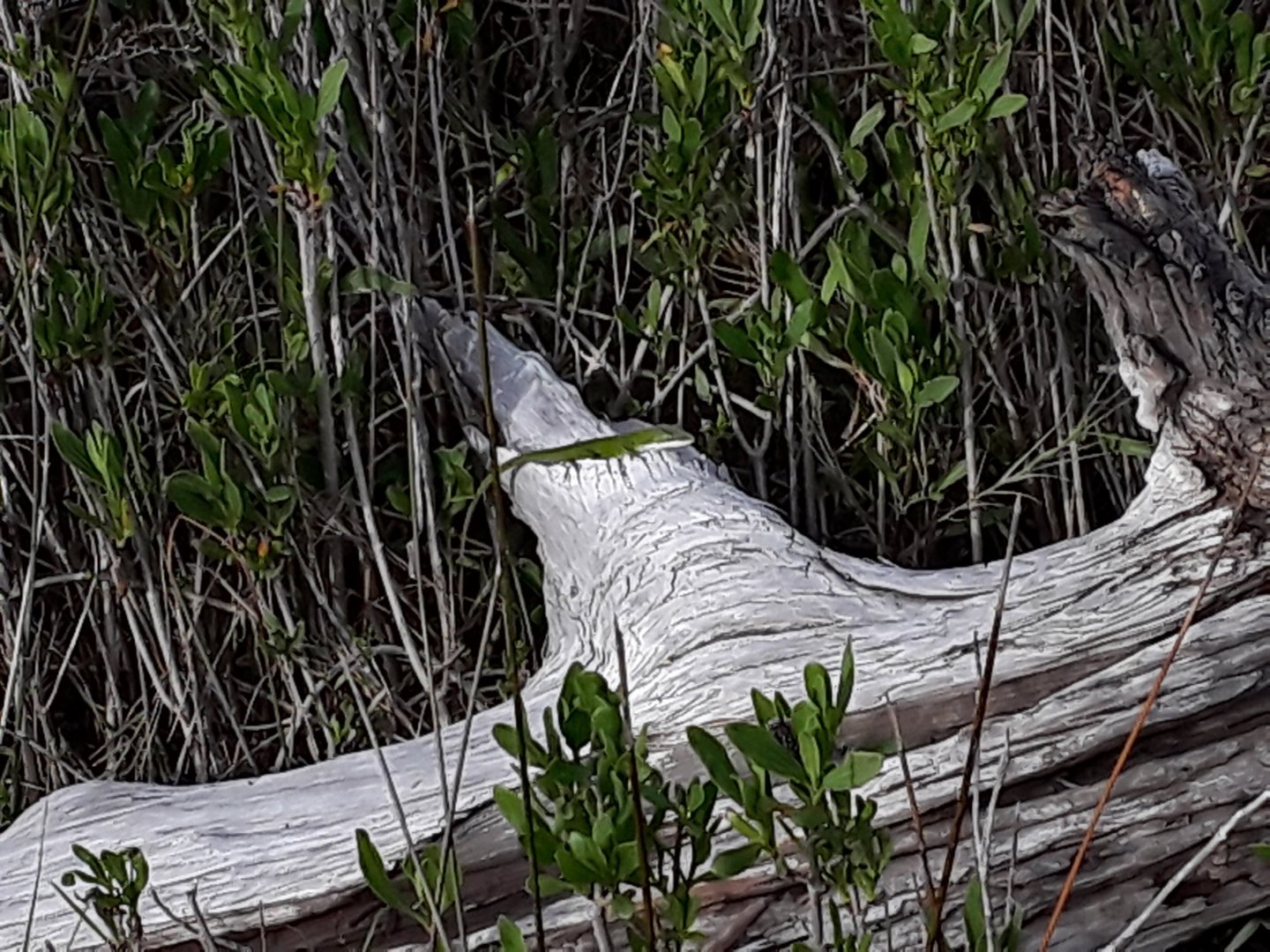 Green Anole (Anolis carolinensis)