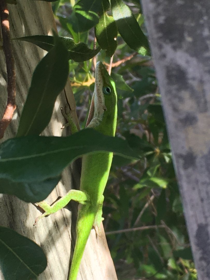 Green Anole (Anolis carolinensis)