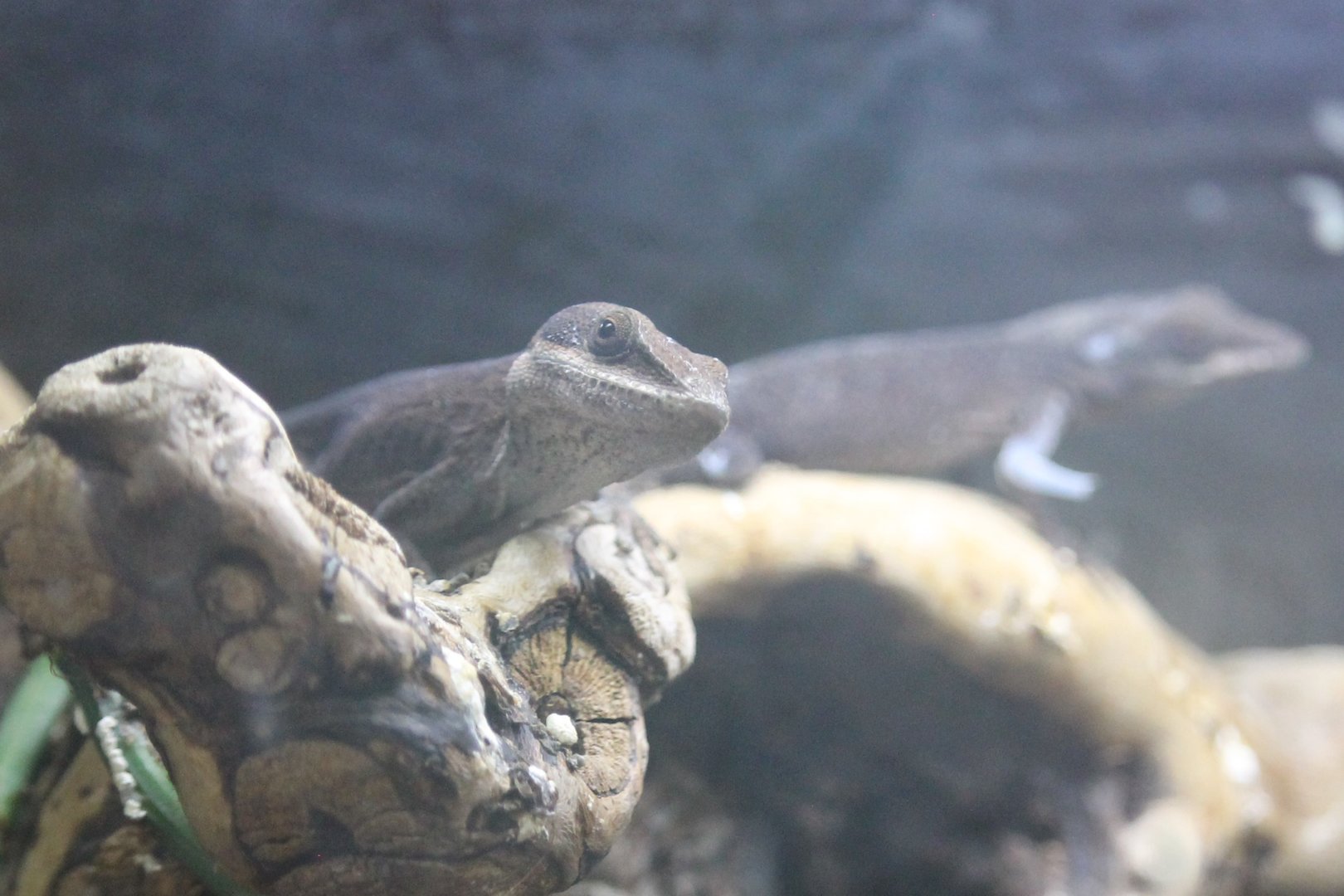 Green Anole (Anolis carolinensis)