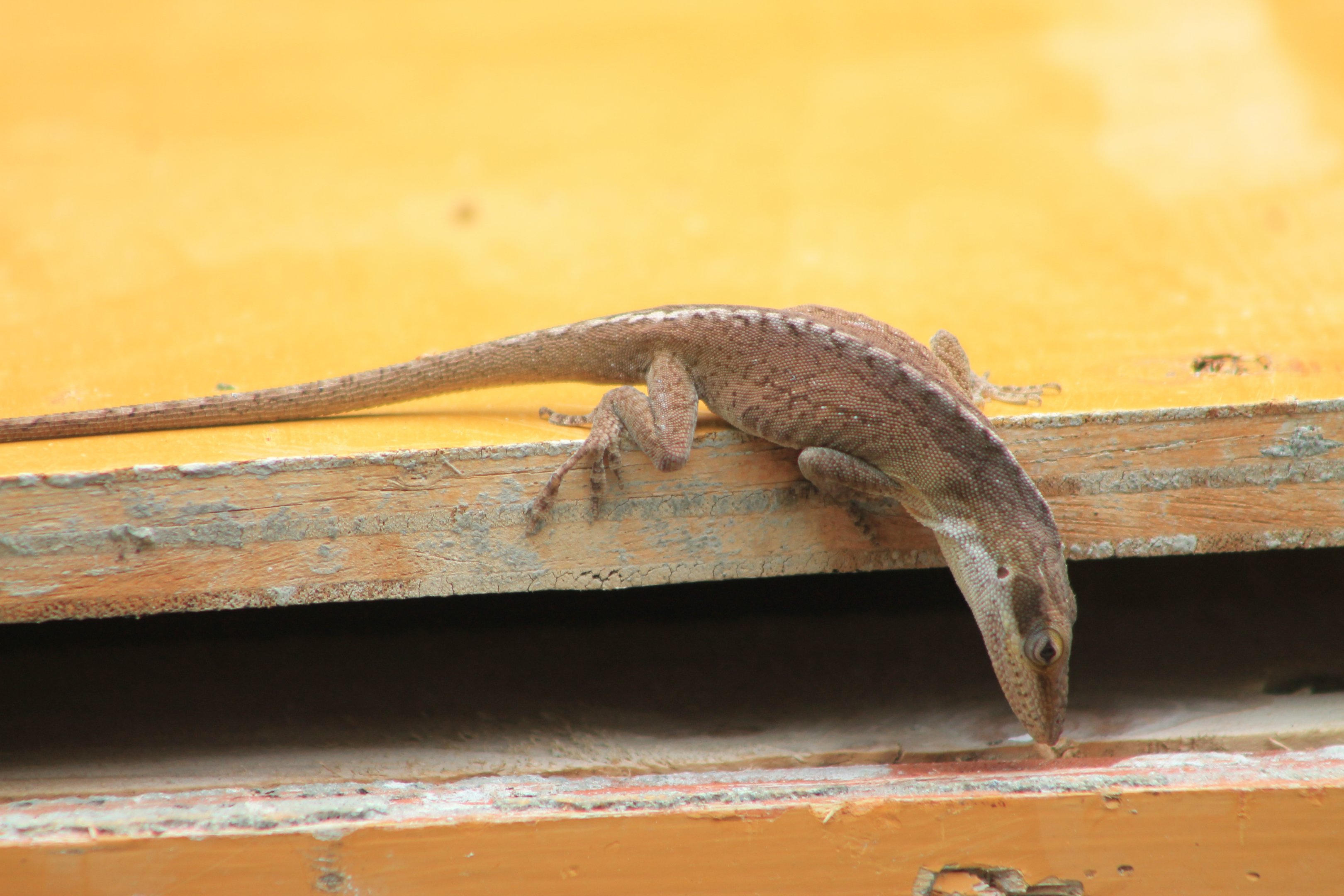 Green Anole (Anolis carolinensis)