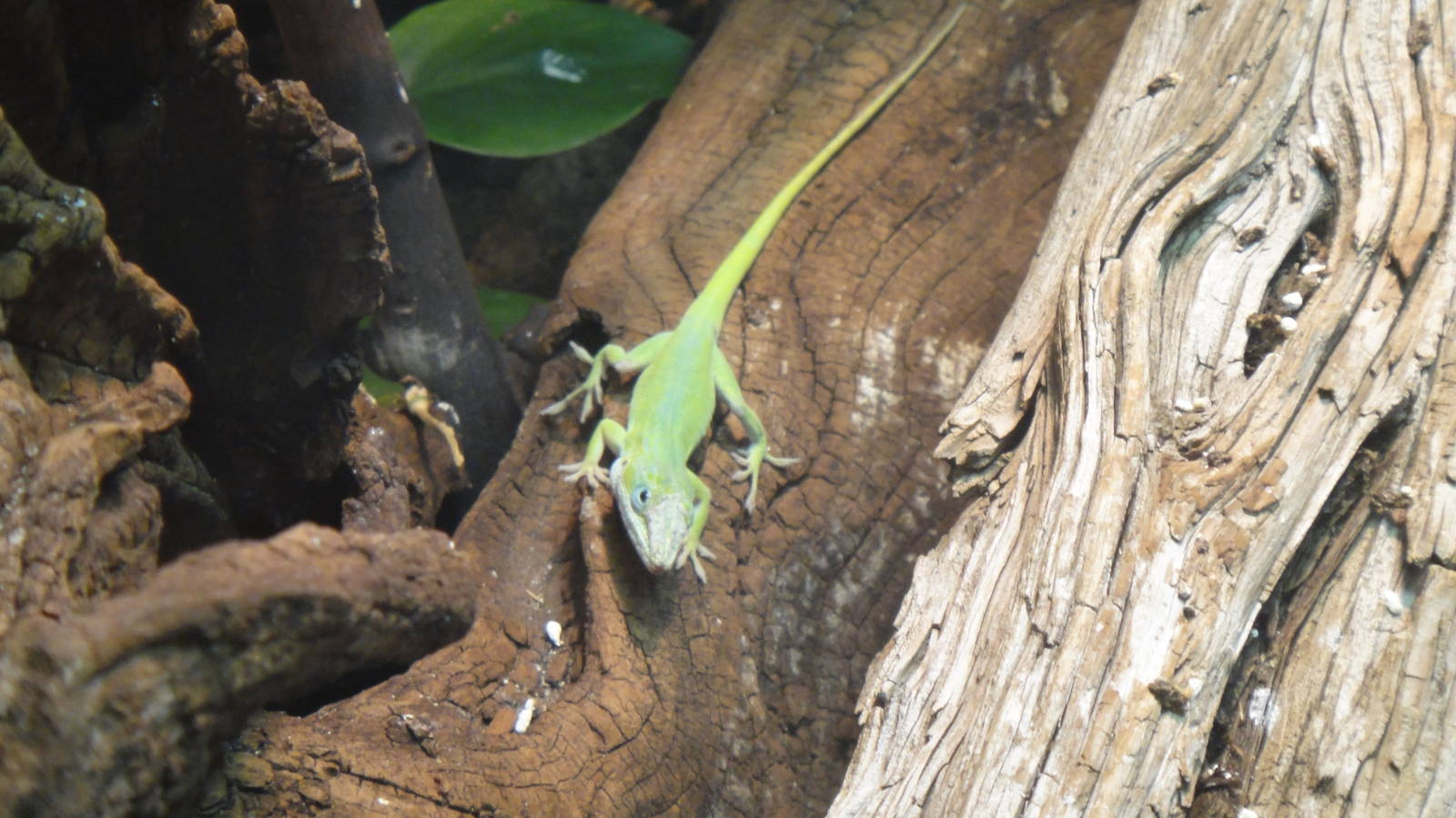 Green Anole at Dallas zoo 2015-03-12
