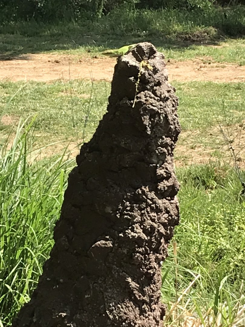 Green Anole atop Termite Mound at Elephants