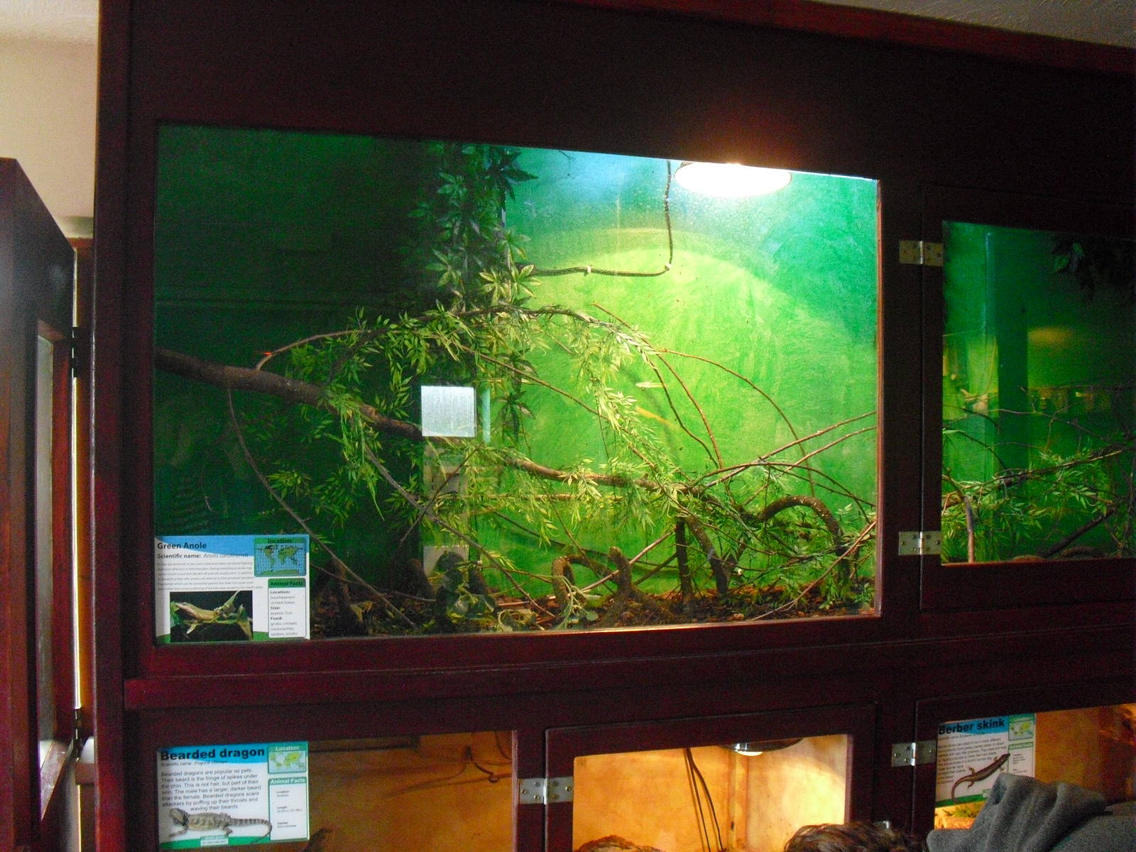 Green Anole Display - 16/10/2011