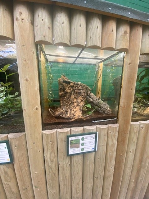 Green anole exhibit 200922