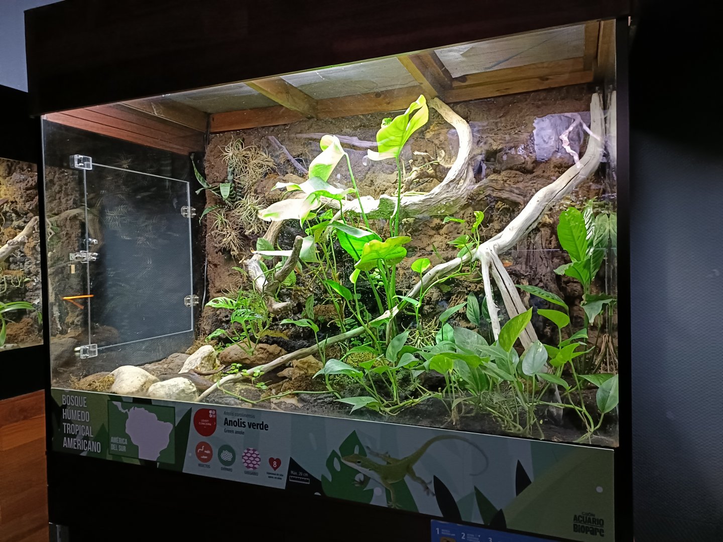 Green anole exhibit - Bioparc Acuario de Gijón