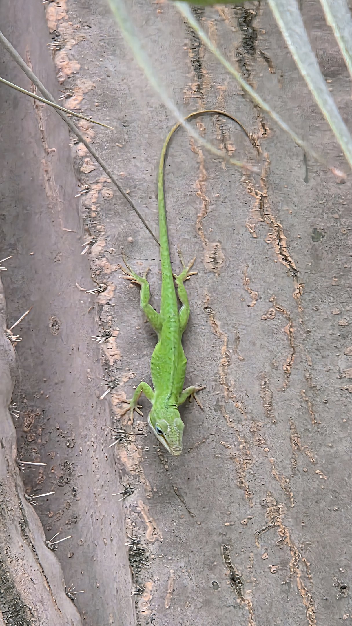 Green Anole - Reptile Gardens