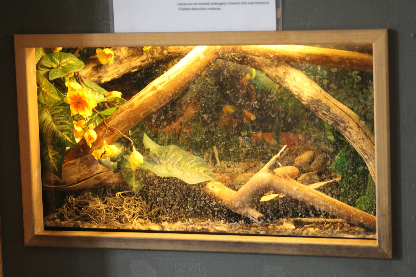 Green Anole Terrarium