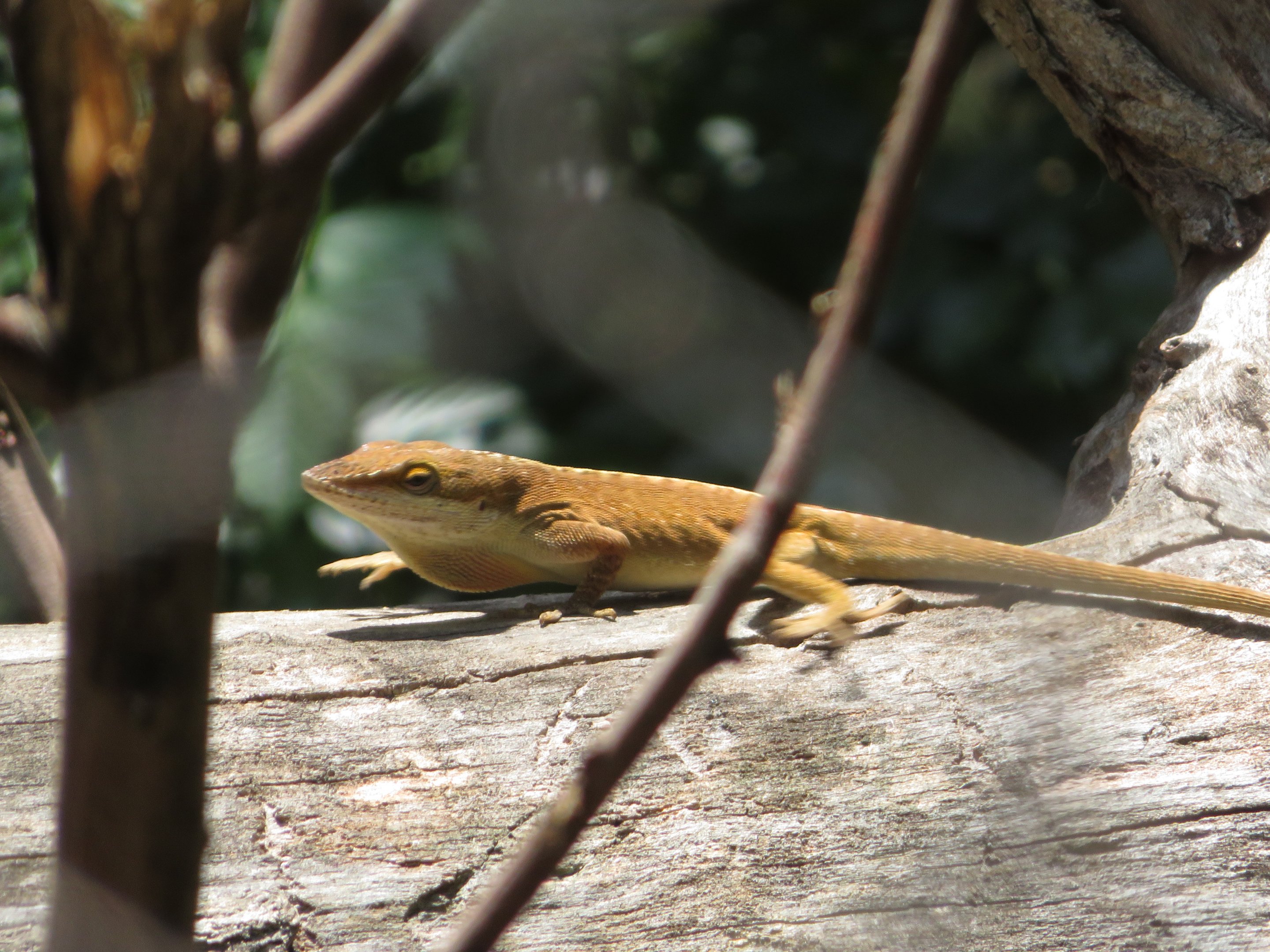 Green Anole (Wild)