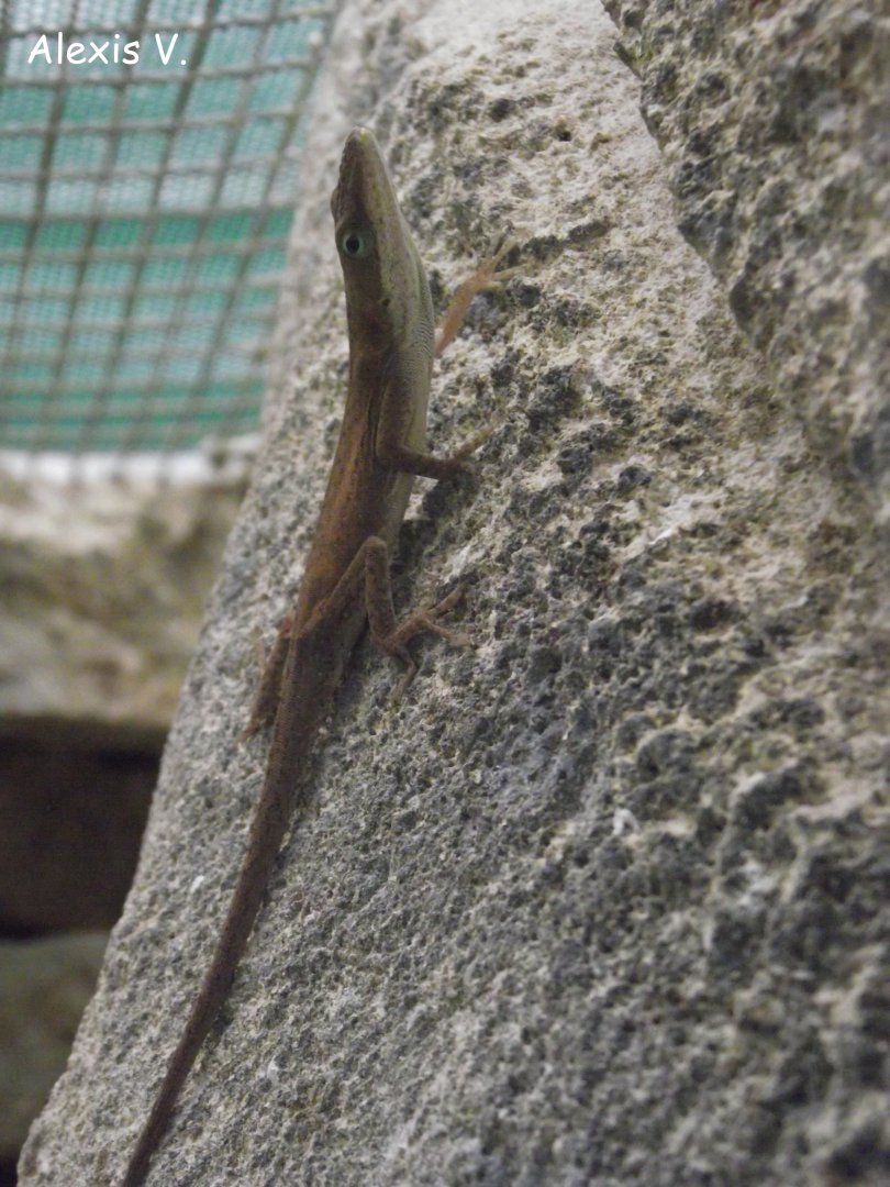 Green Anole - Zooparc de Beauval - 08/2017