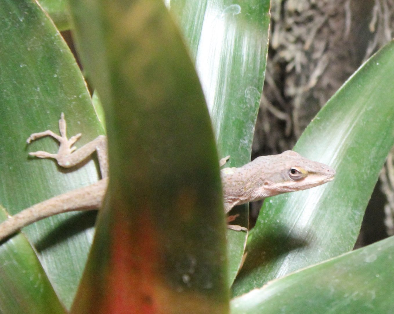 Green anole