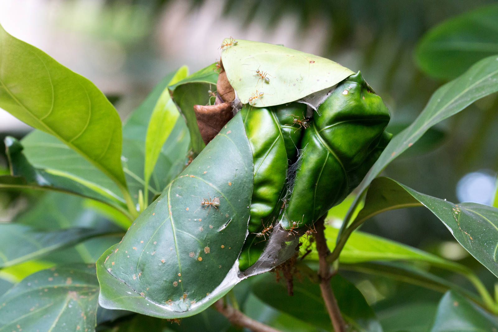 Green Ant nest